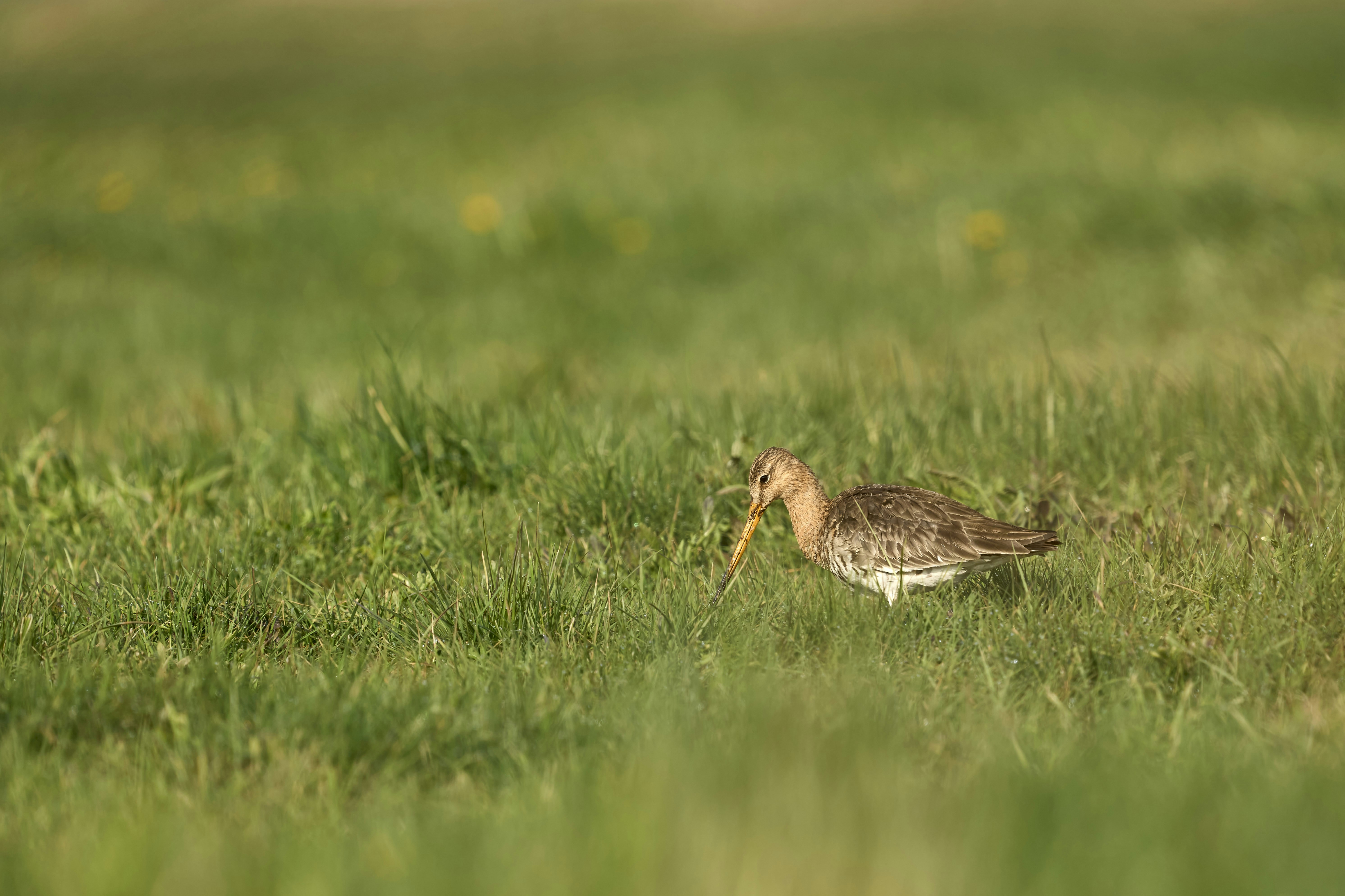 Photo by wolfgang_hasselmann