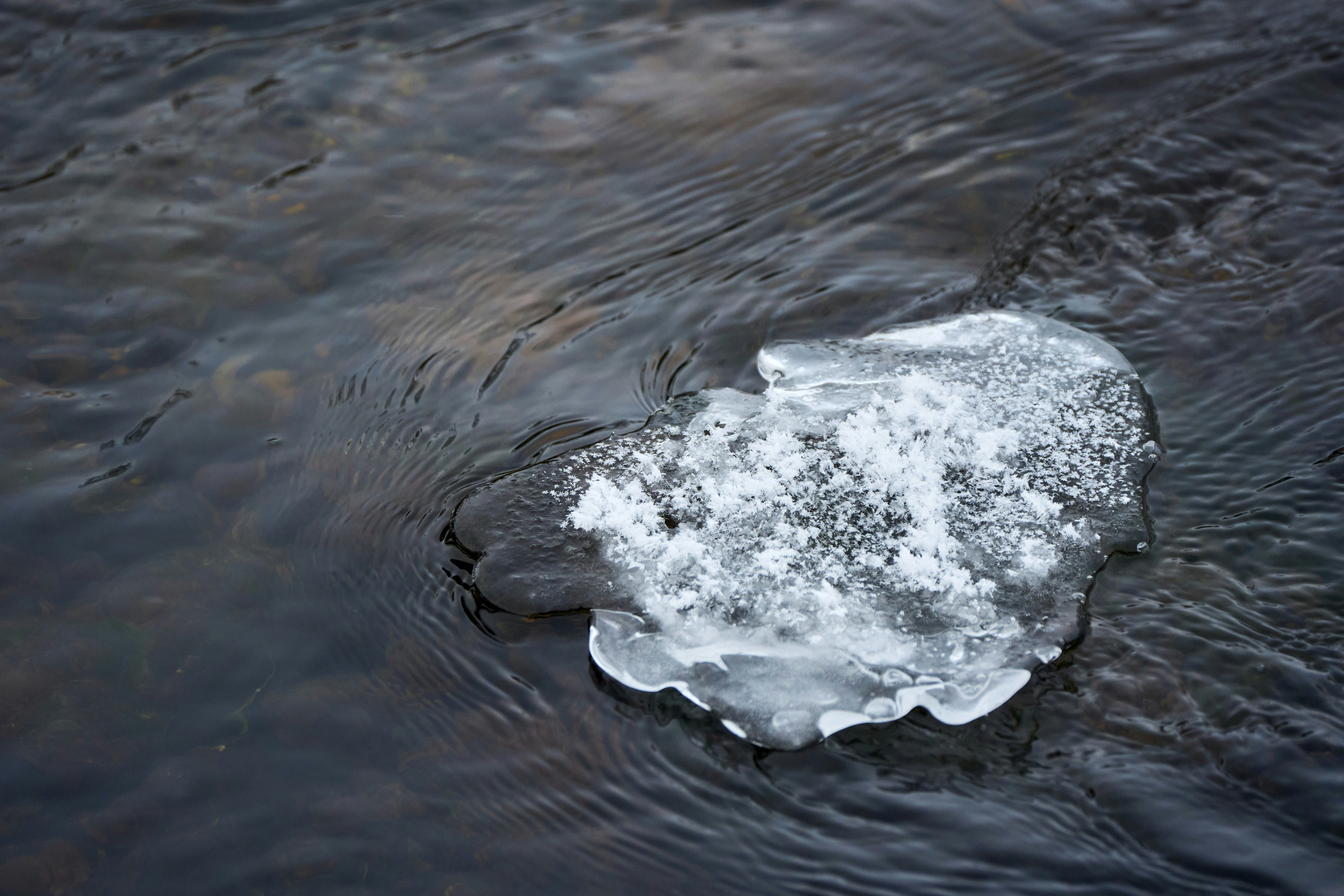 A piece of ice floats on a dark, flowing river.
