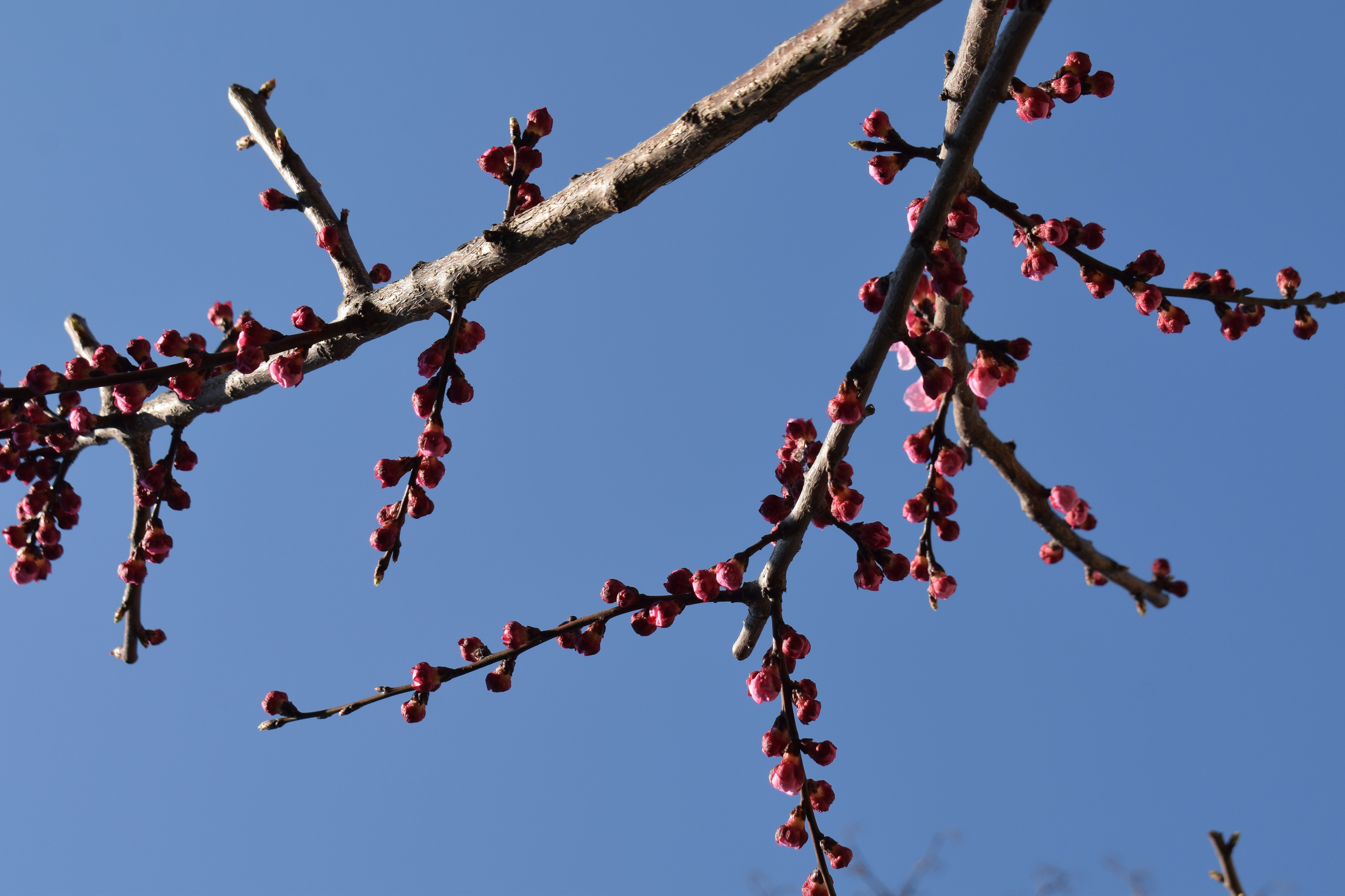 青空を背景にピンク色の蕾を持つ木の枝