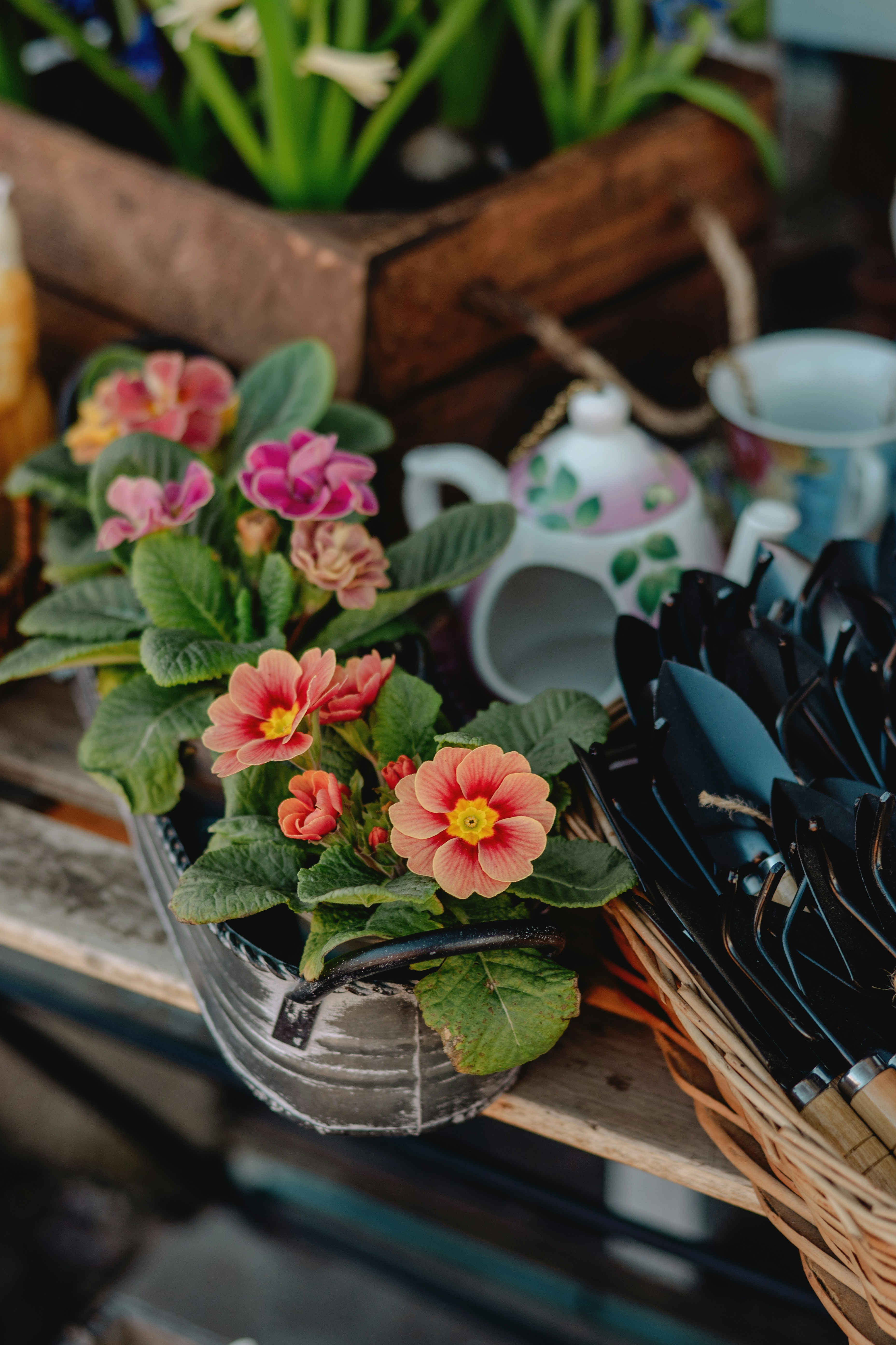 Potted primroses with gardening tools