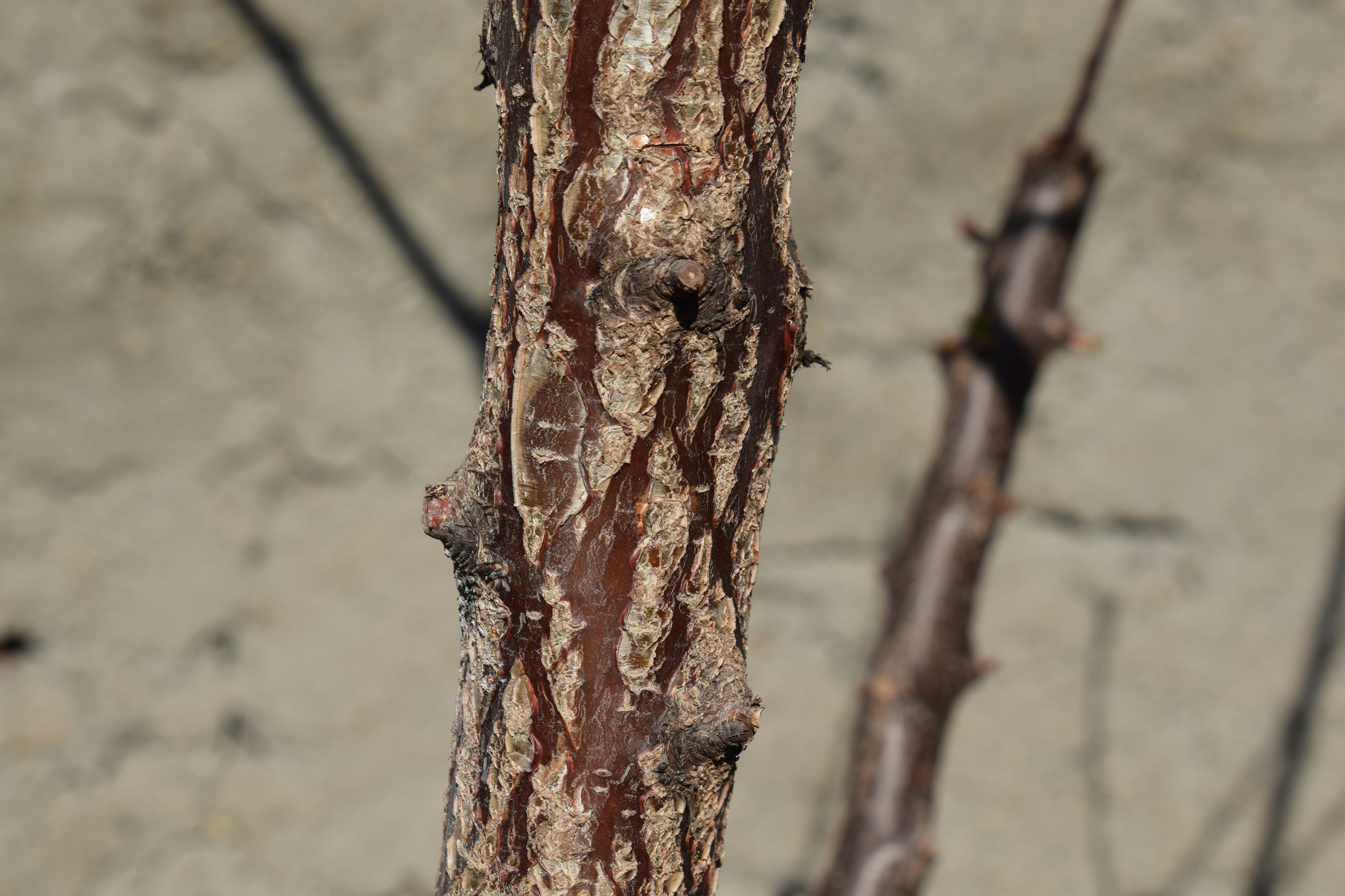 枝の粗い樹皮のテクスチャーのクローズアップ。