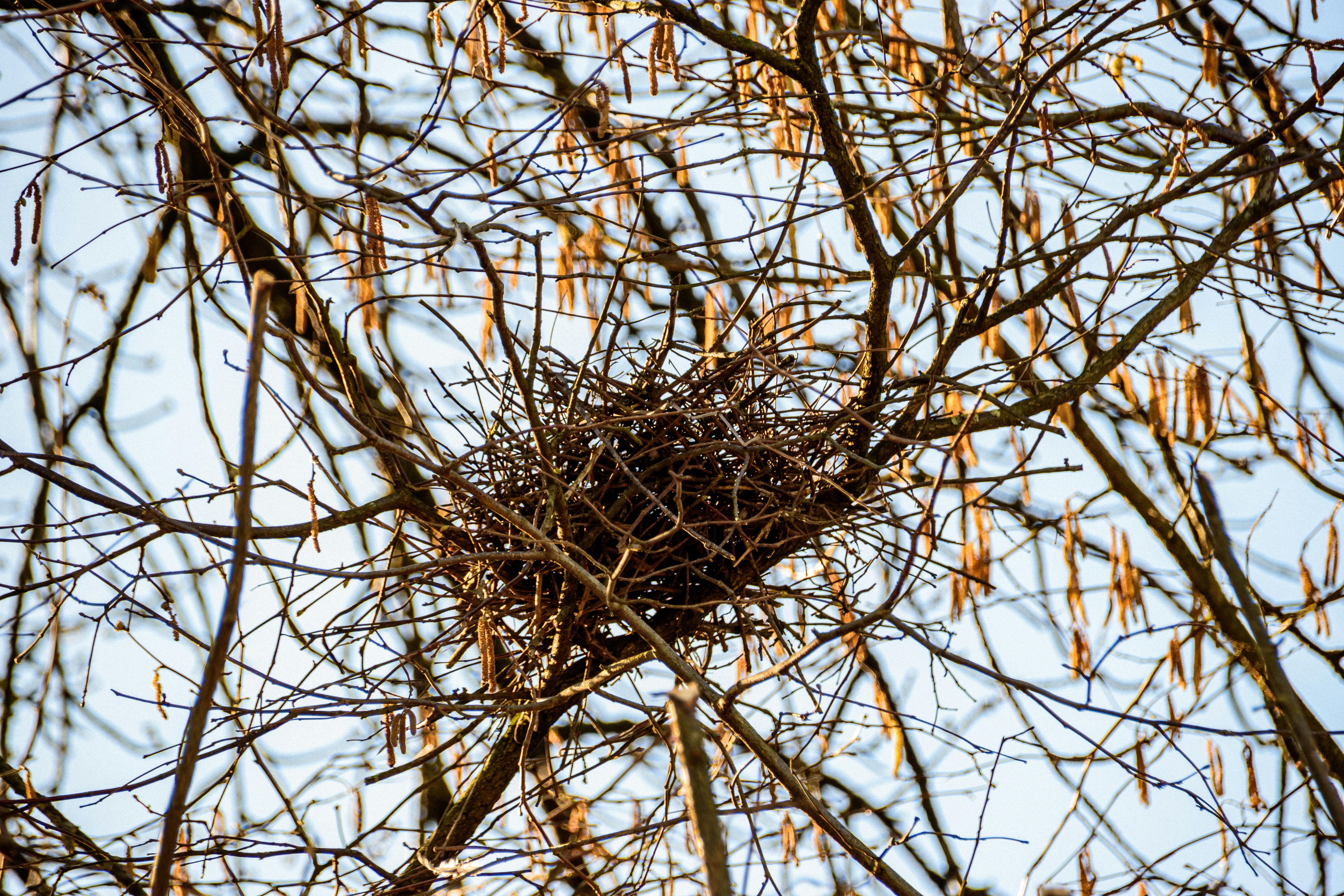 A bird's nest in a bare tree