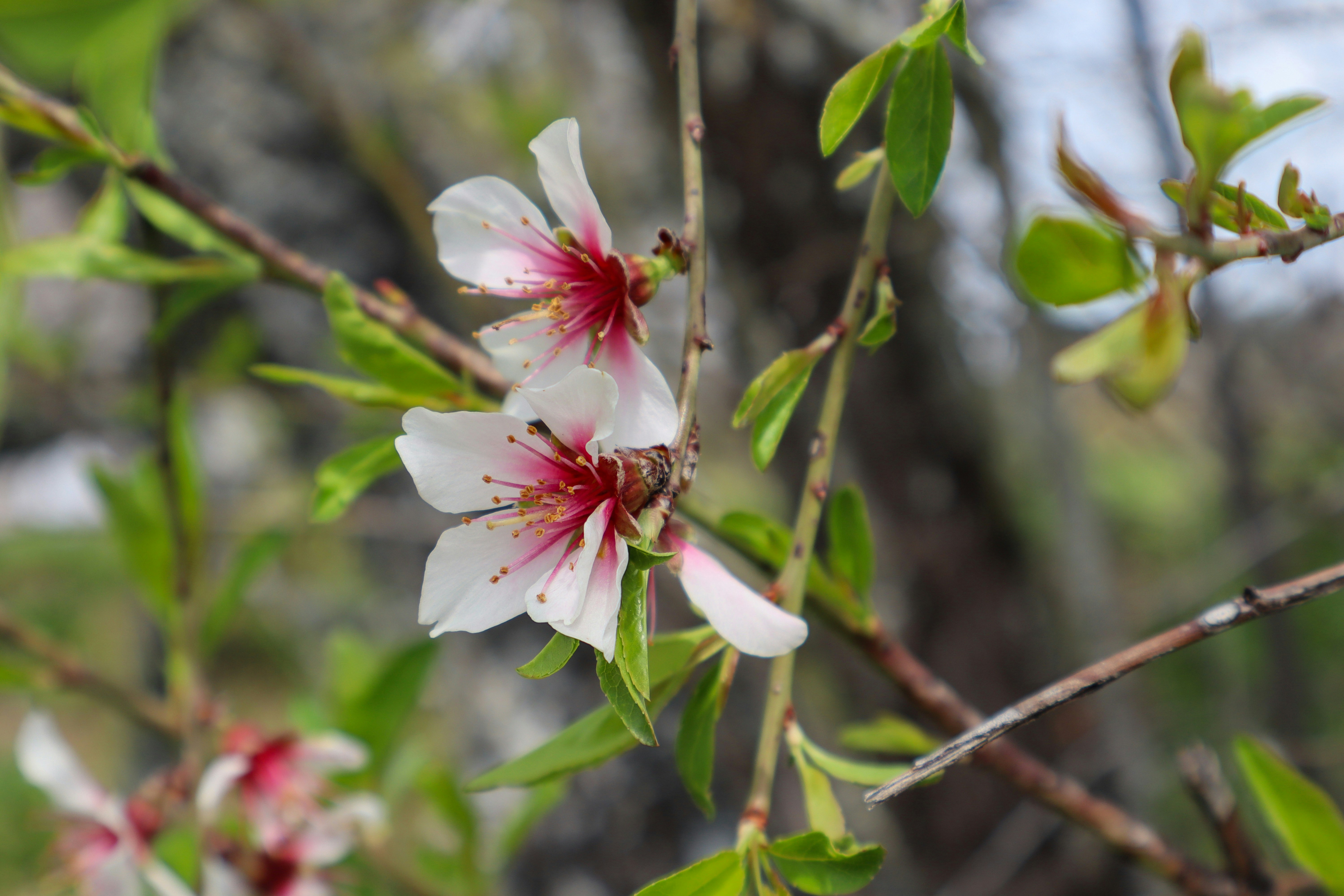 Delicate pink and white almond blossoms on a branch.