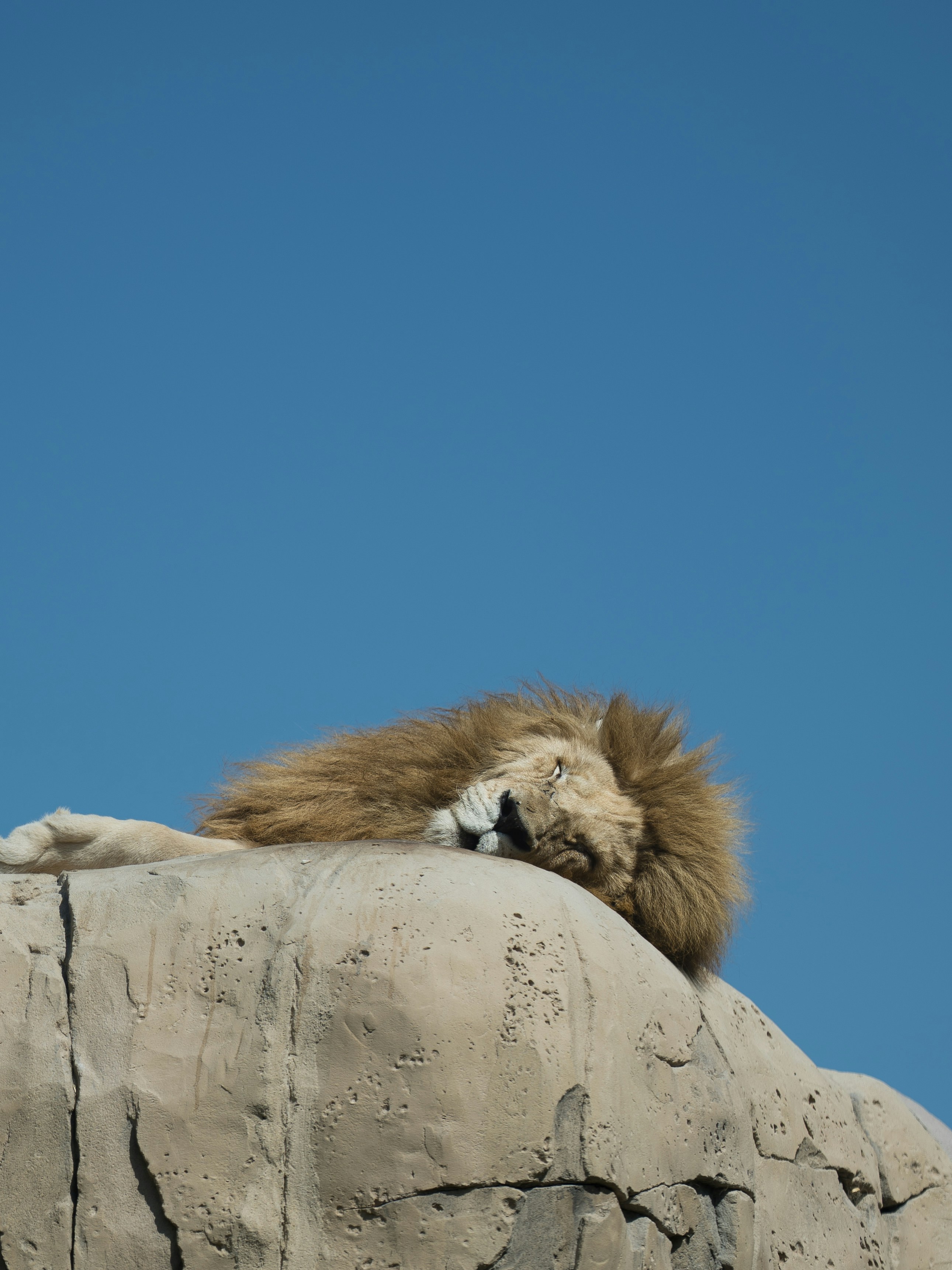 A lion sleeps on a rock under a blue sky.