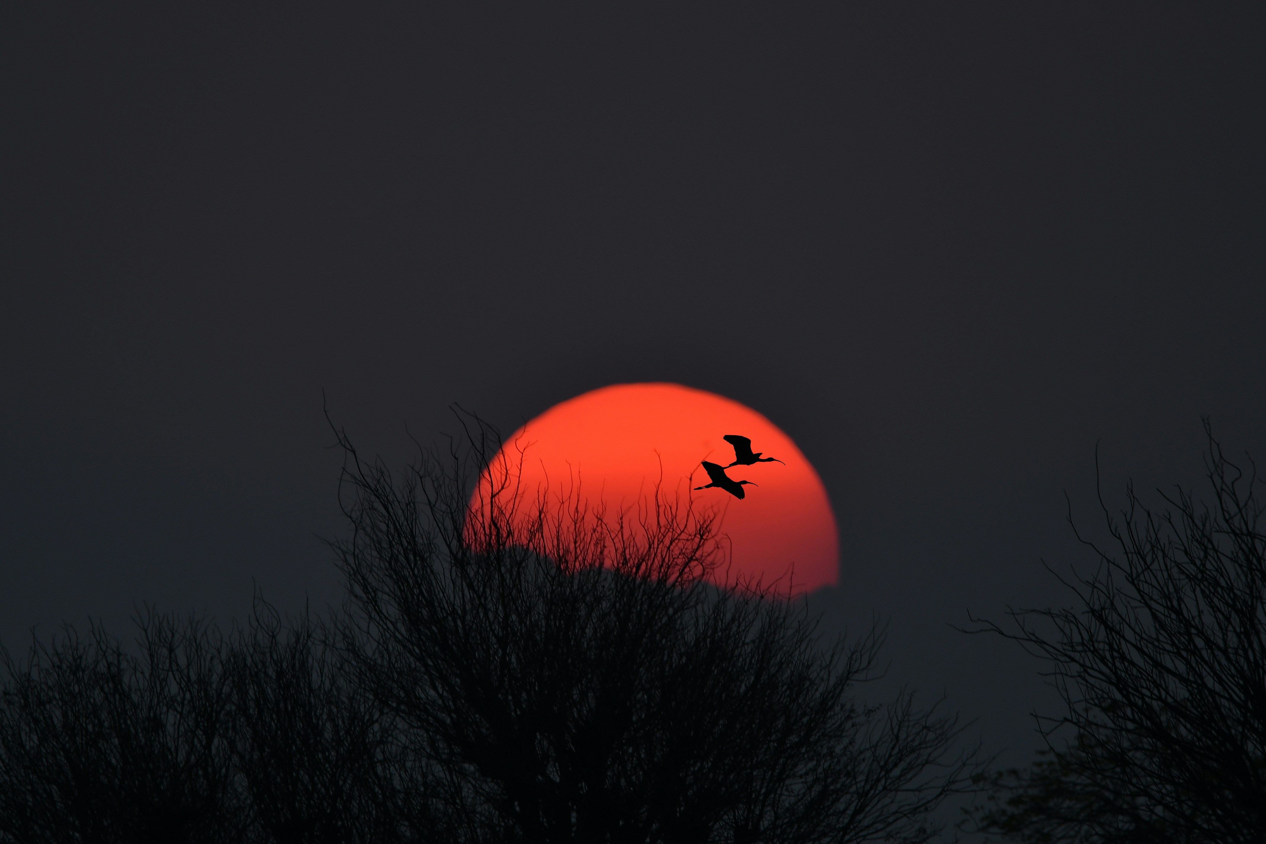 7 Essential Tips For Making The Greatest Use Of Your Buy A Parrot In North Rhine-Westphalia