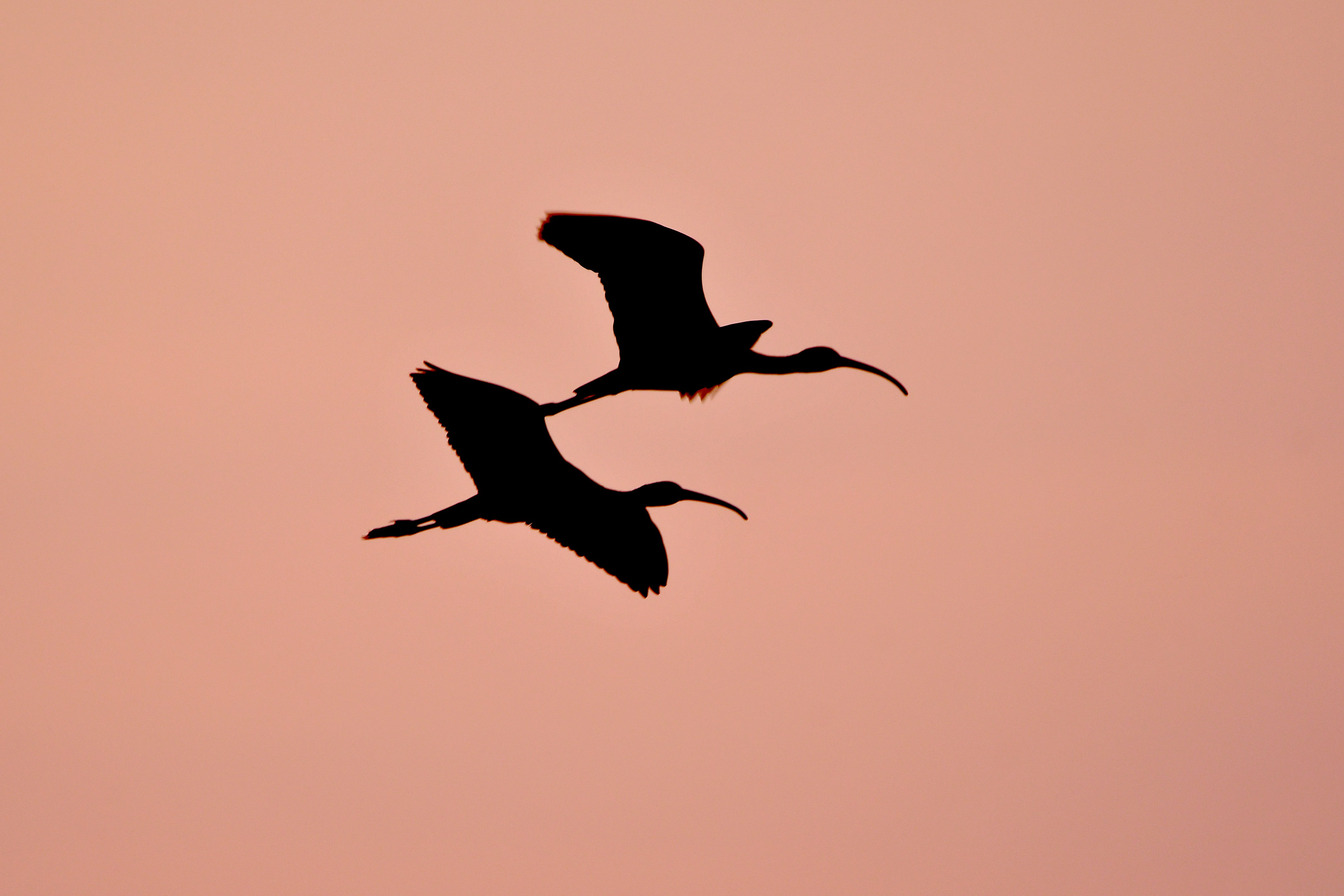 Two ibis birds flying in silhouette at sunset