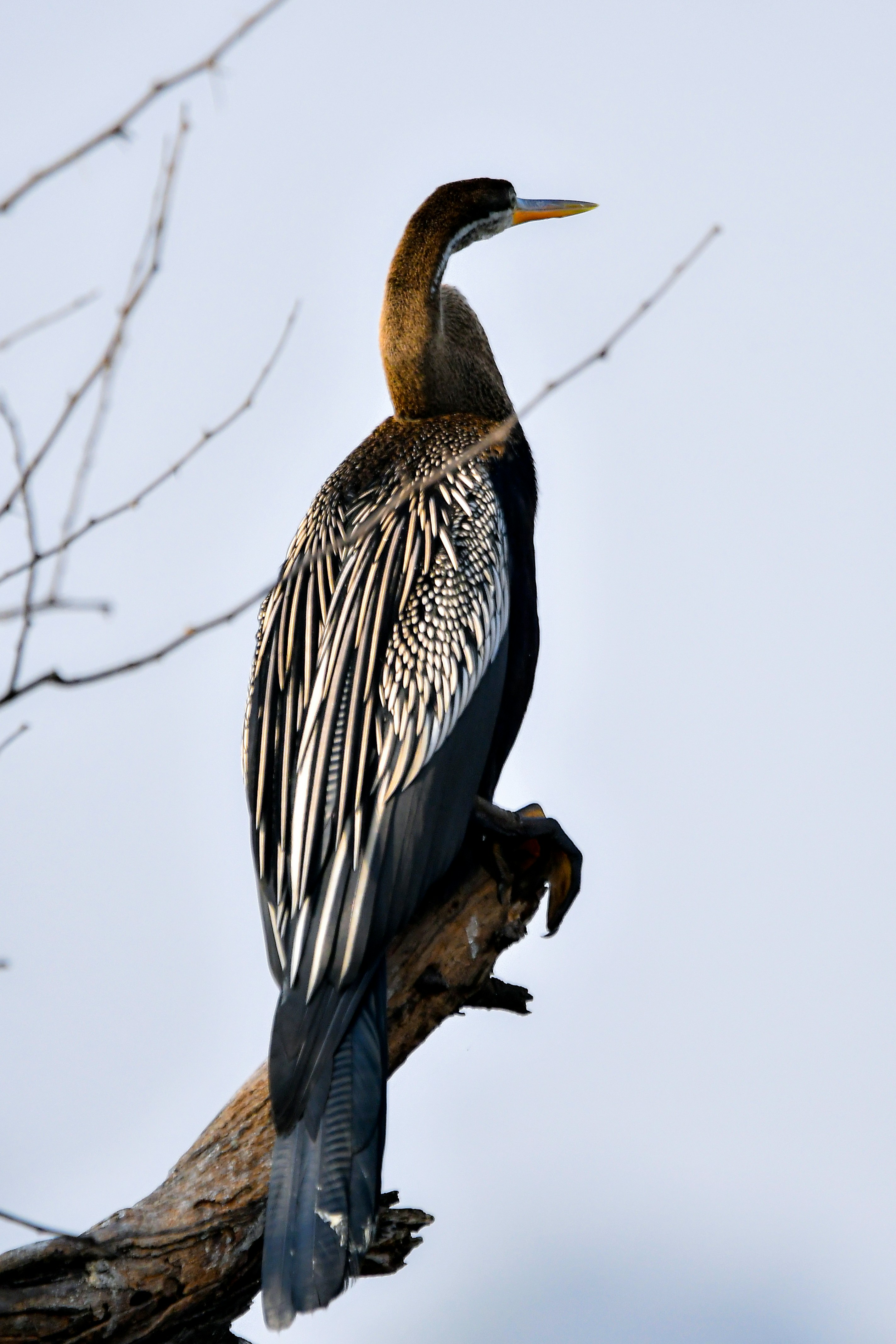 A bird perched on a tree branch