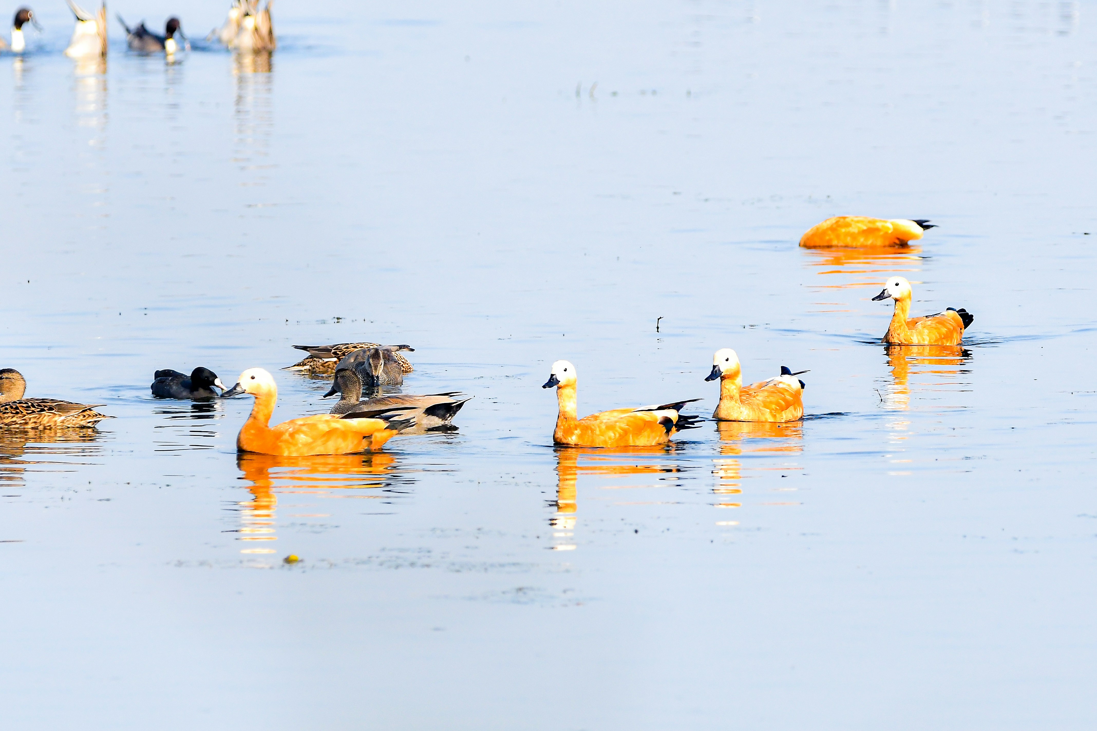 Ruddy shelducks swimming on a calm lake