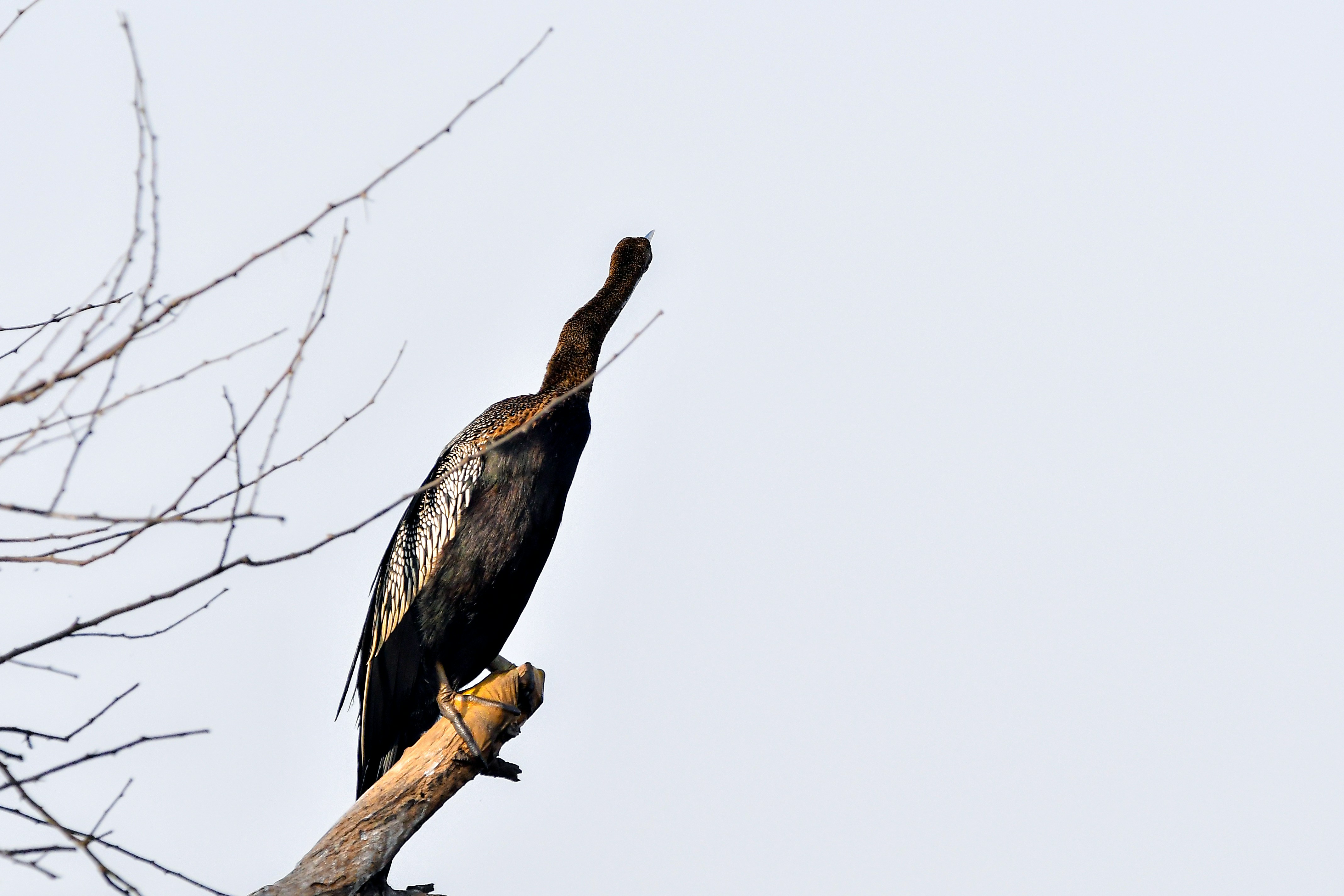 A dark bird perched on a bare tree branch.