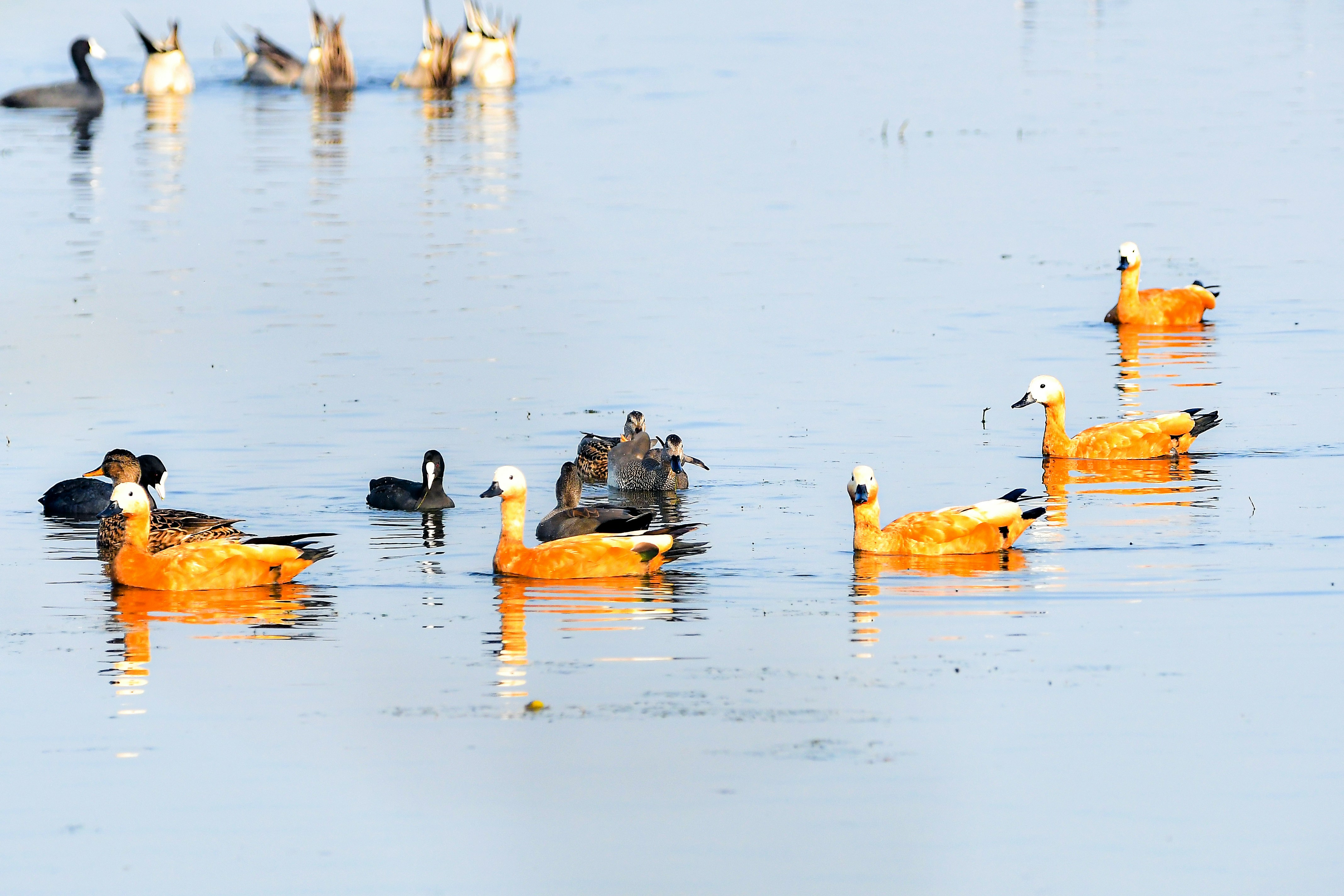 Several ruddy shelduck ducks swimming on a lake.