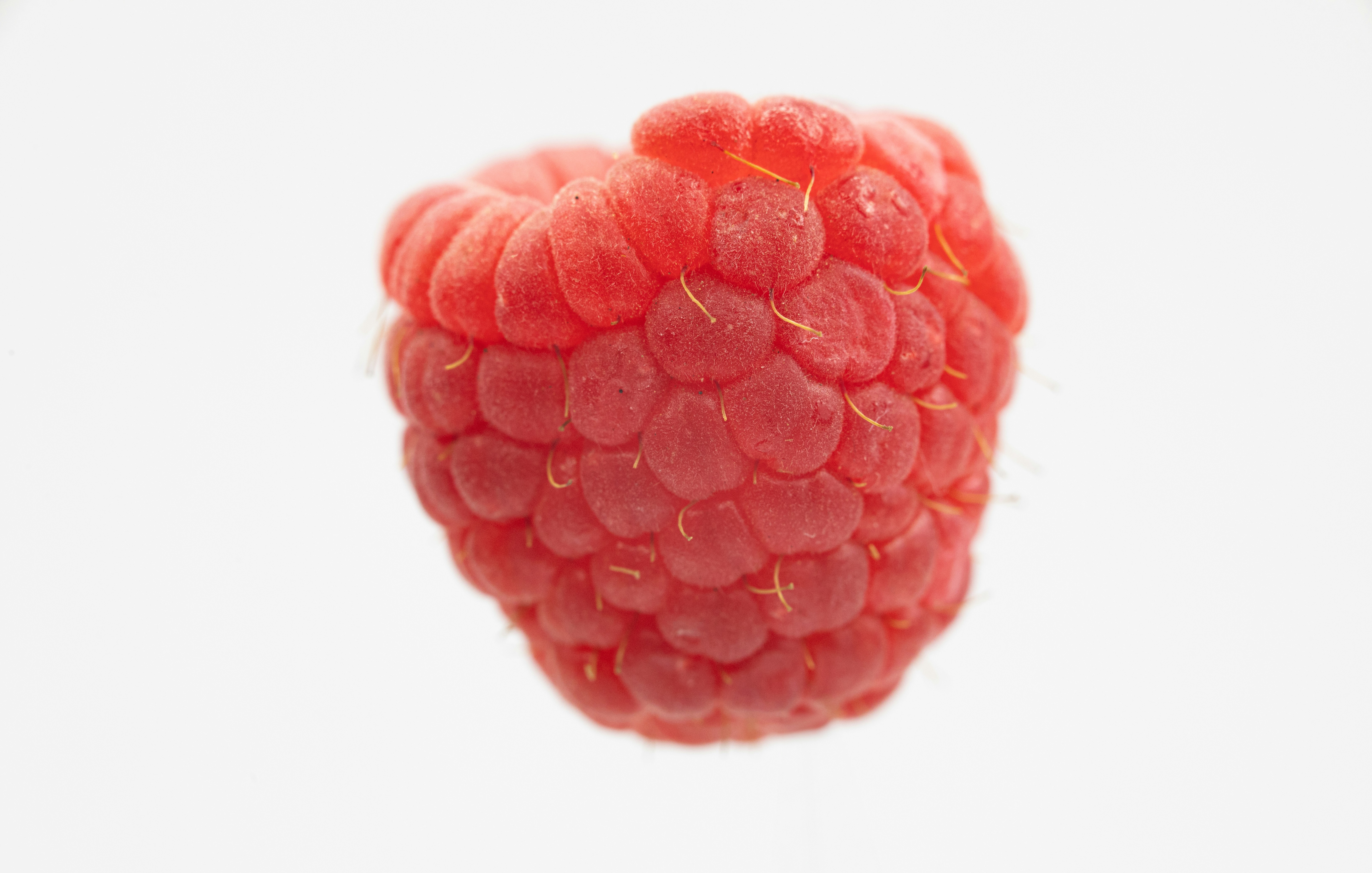 A single ripe raspberry on a white background photo – Free Food Image ...