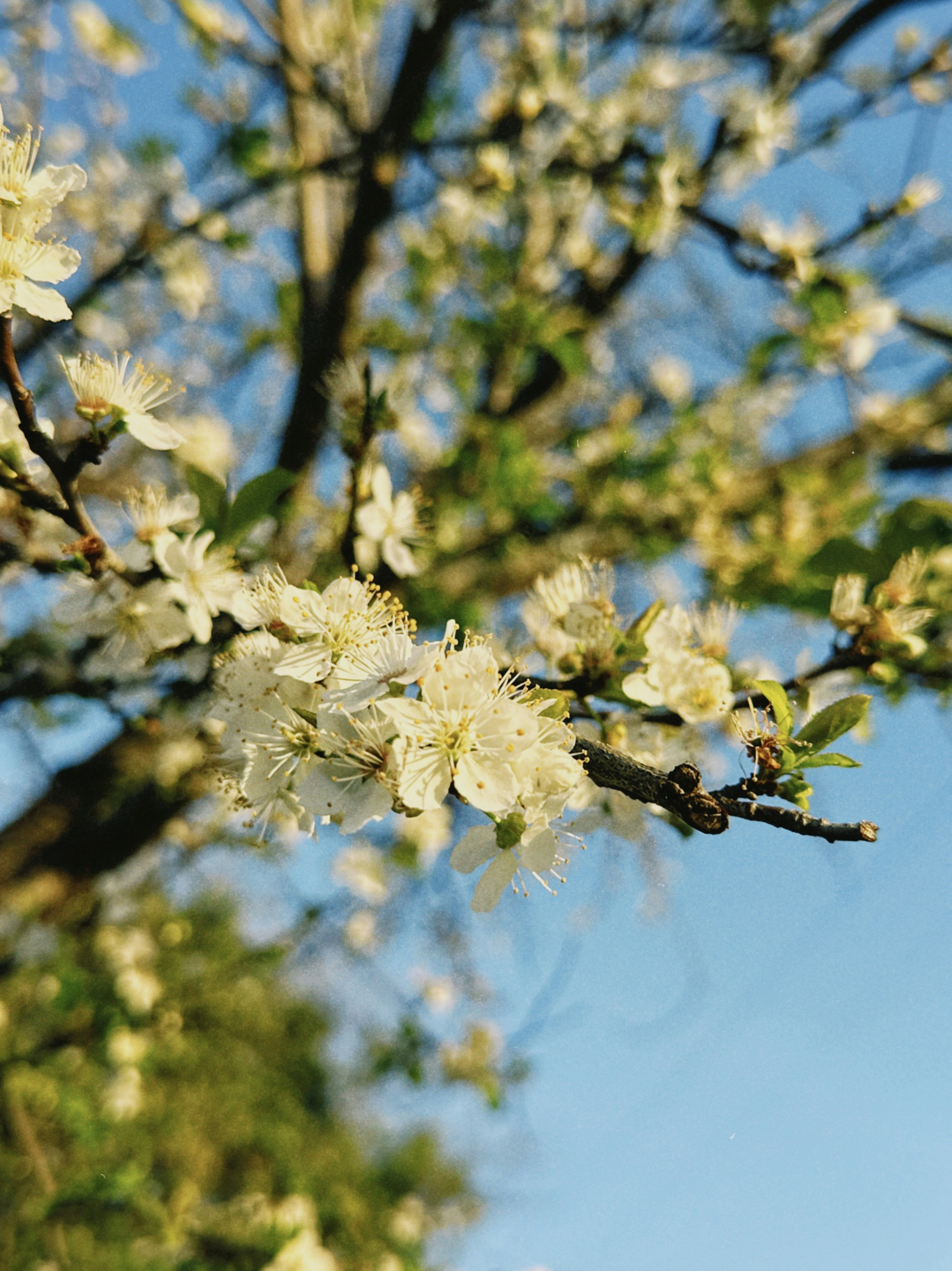 Photo by christopherstites