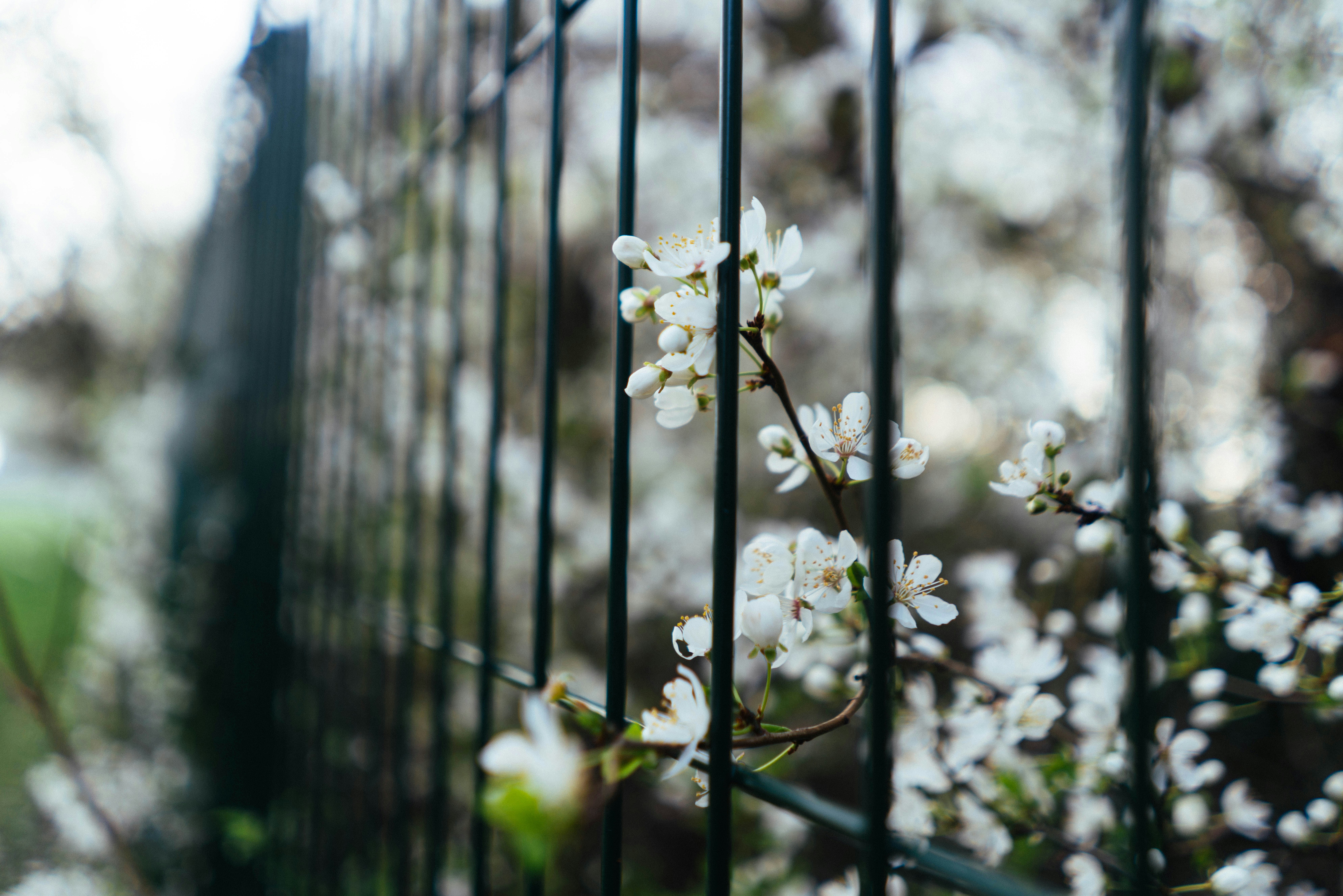 어두운 금속 울타리 뒤에서 하얀 꽃이 피어난다