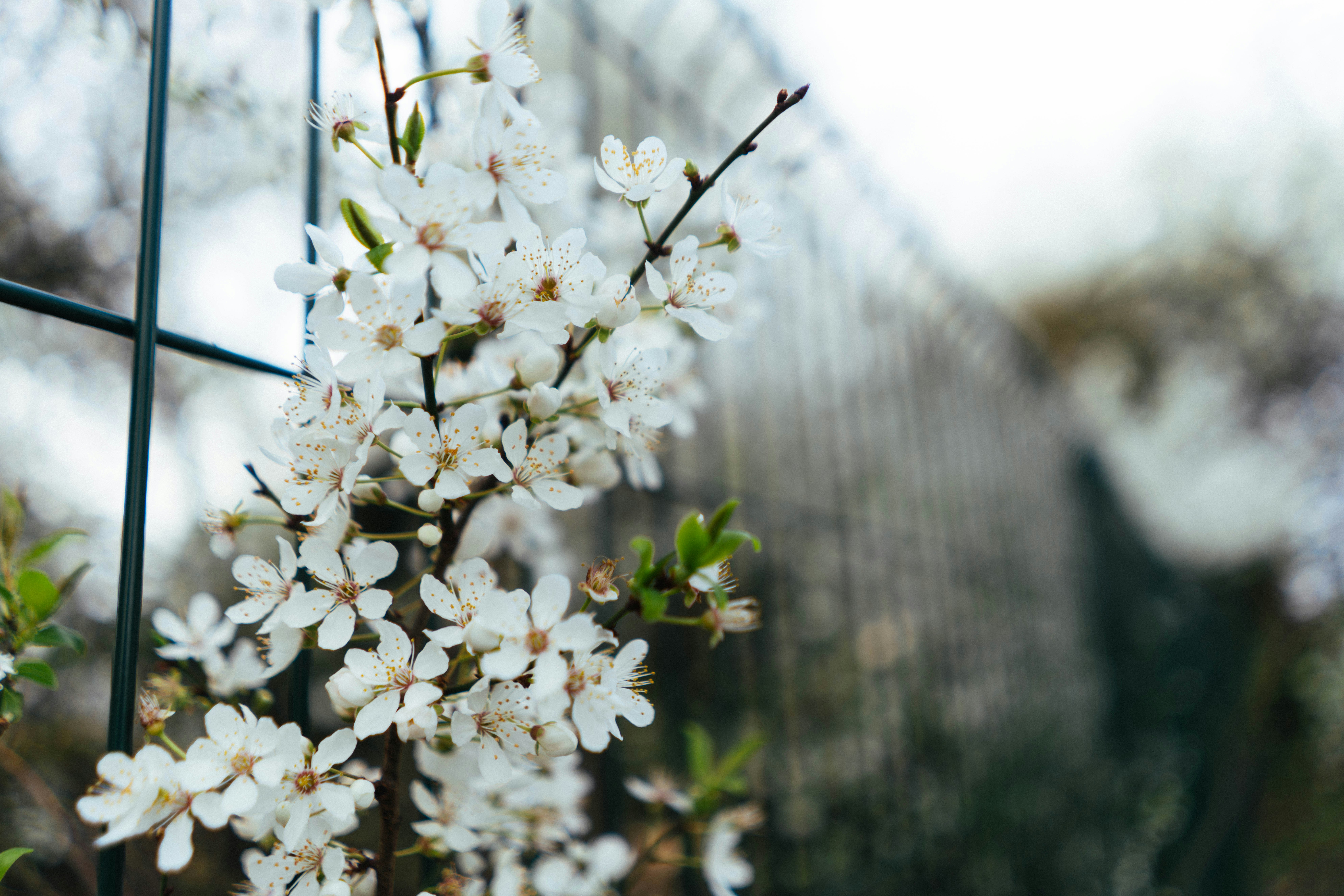 철조망 위의 흰 벚꽃