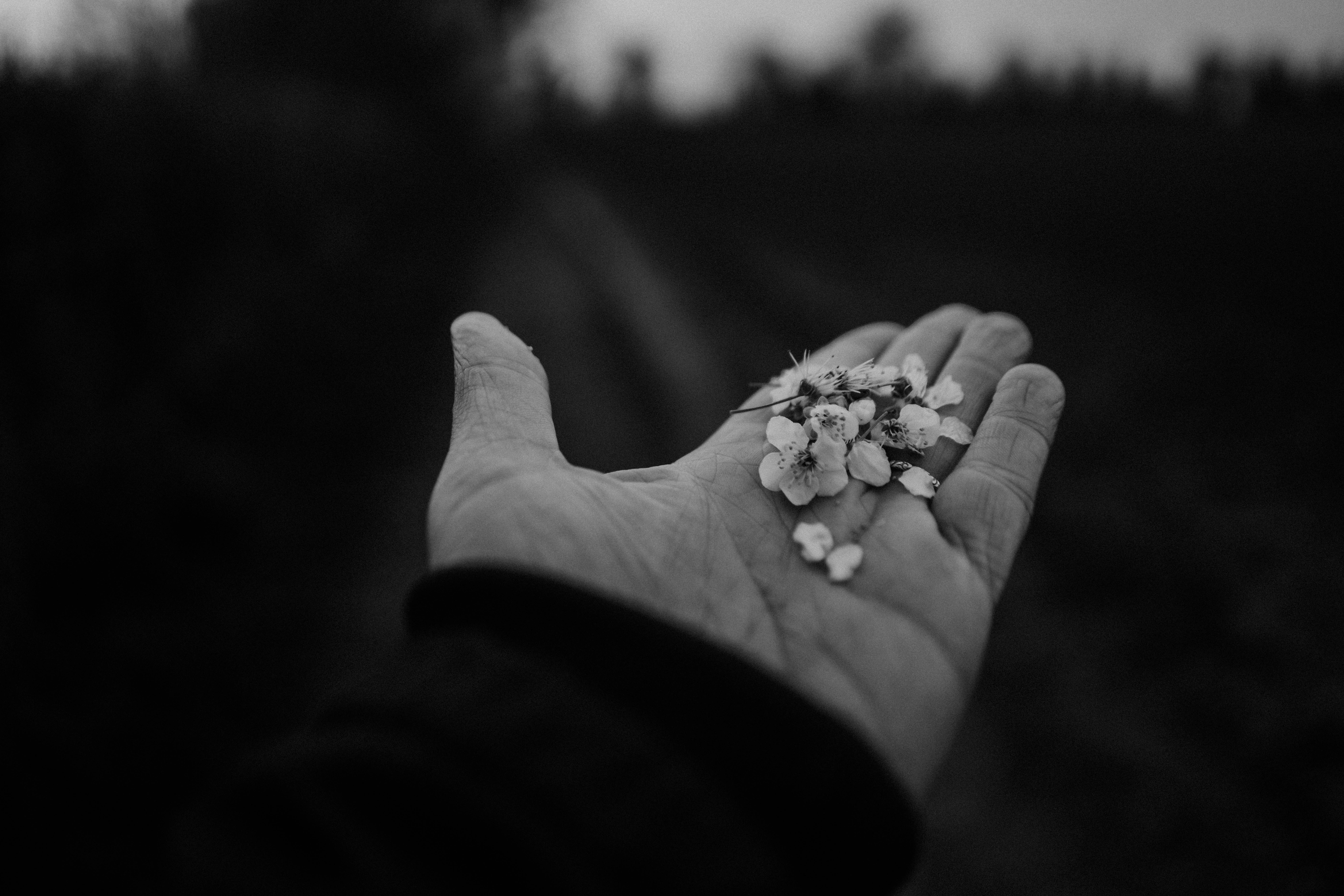 한 손이 작은 흰 꽃 더미를 들고 있다.