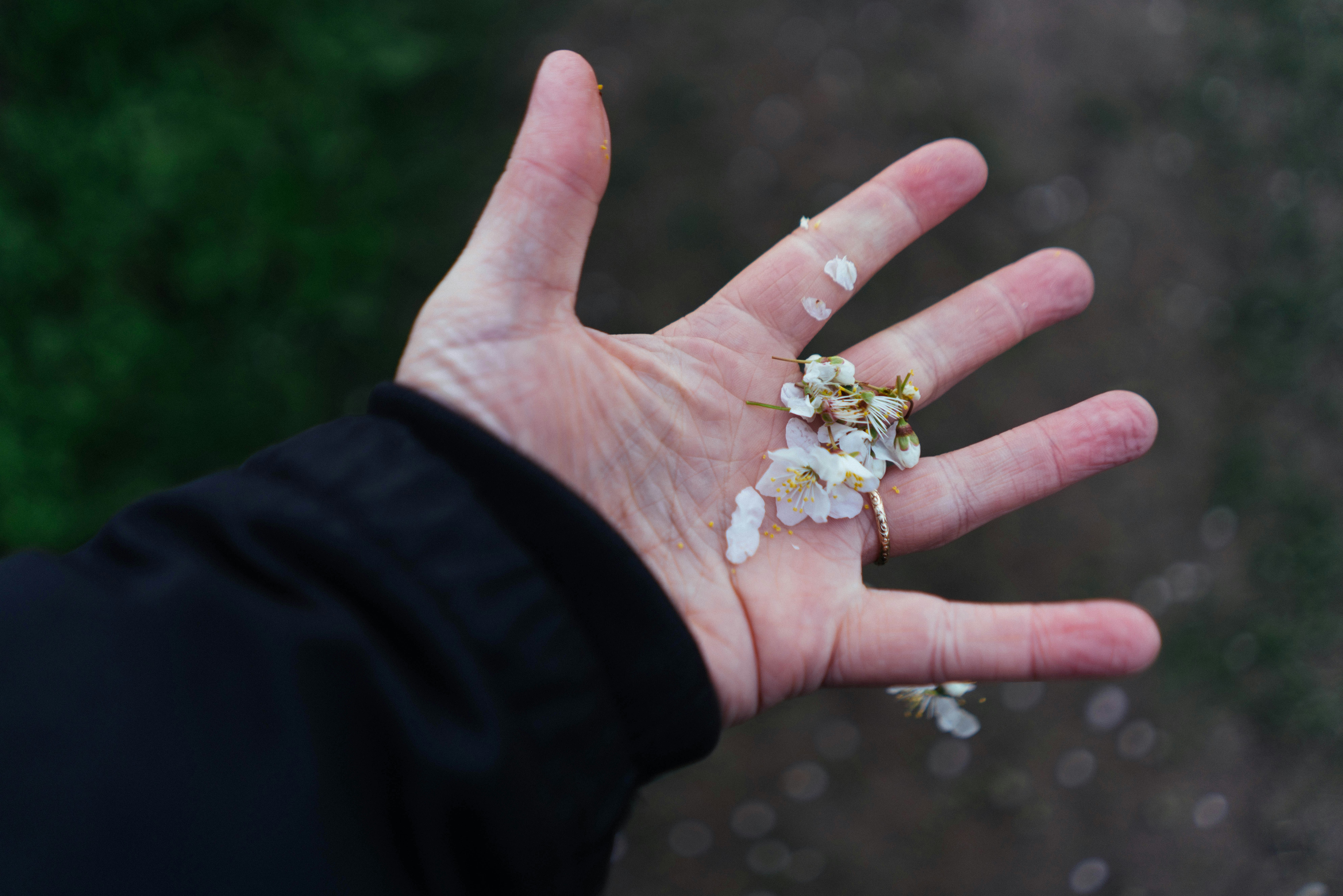 떨어진 흰 꽃잎을 손으로 잡고 있는 모습