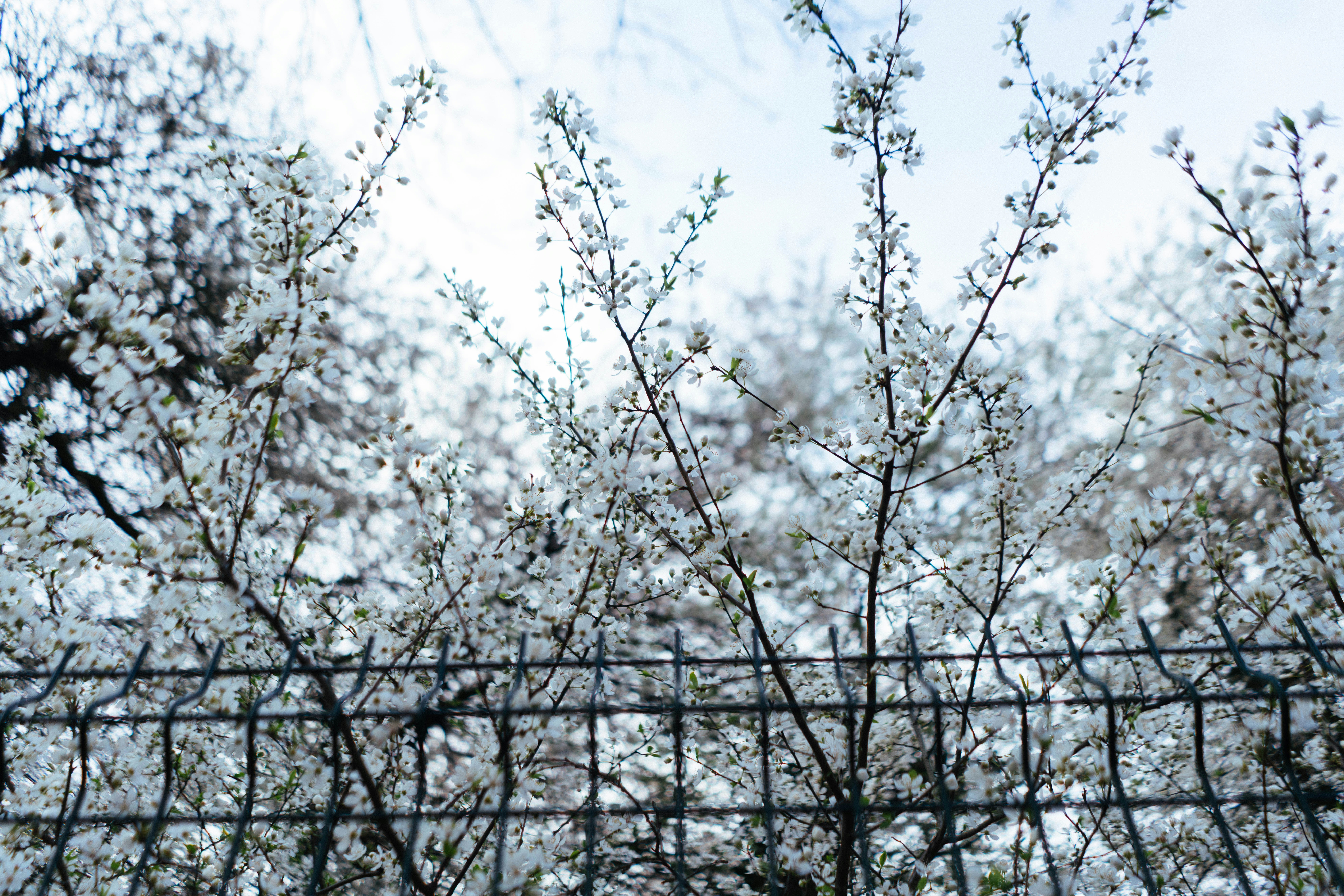 철조망 뒤 가지에 핀 섬세한 흰 꽃들.