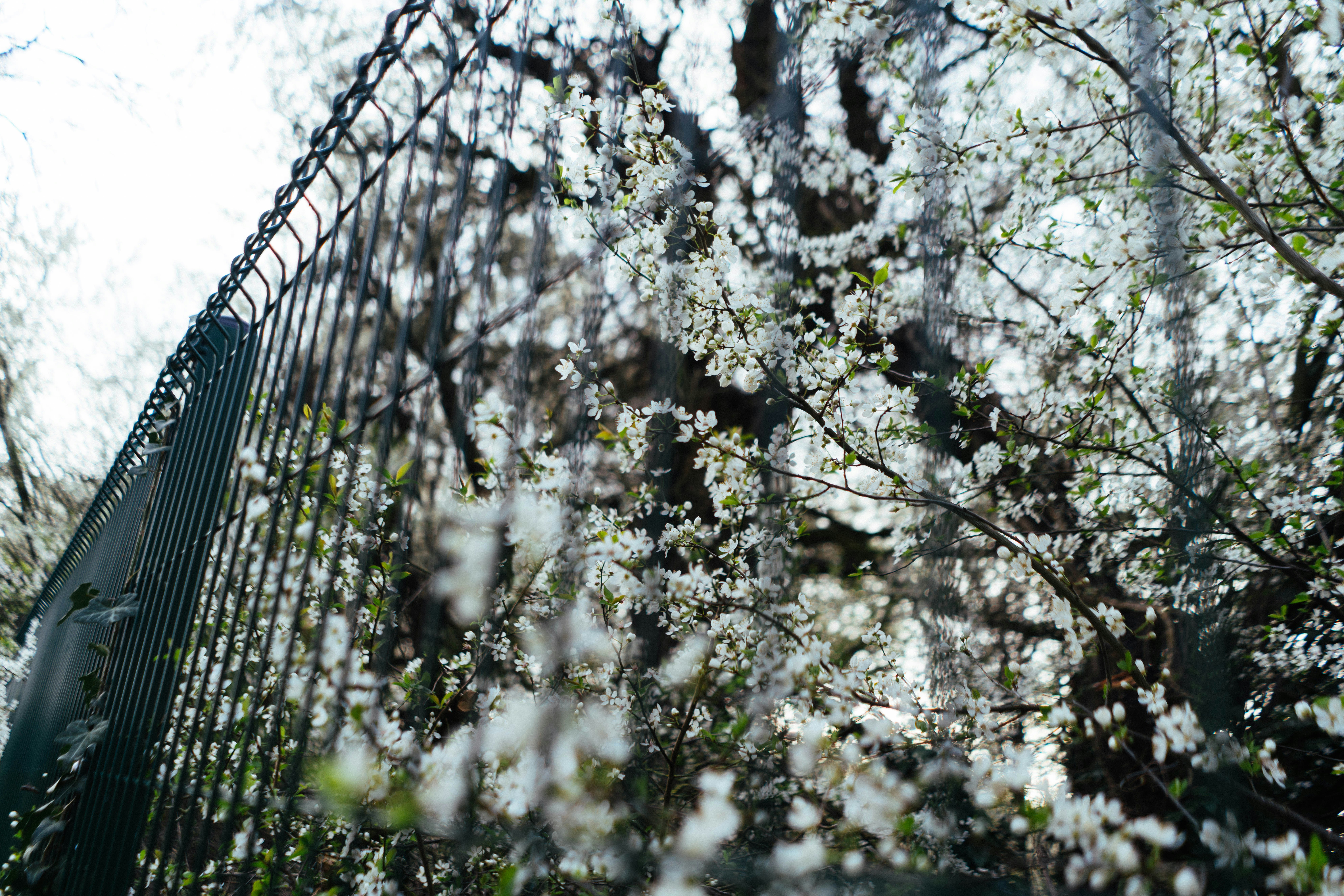 울타리와 햇빛 아래 만개한 나뭇가지들