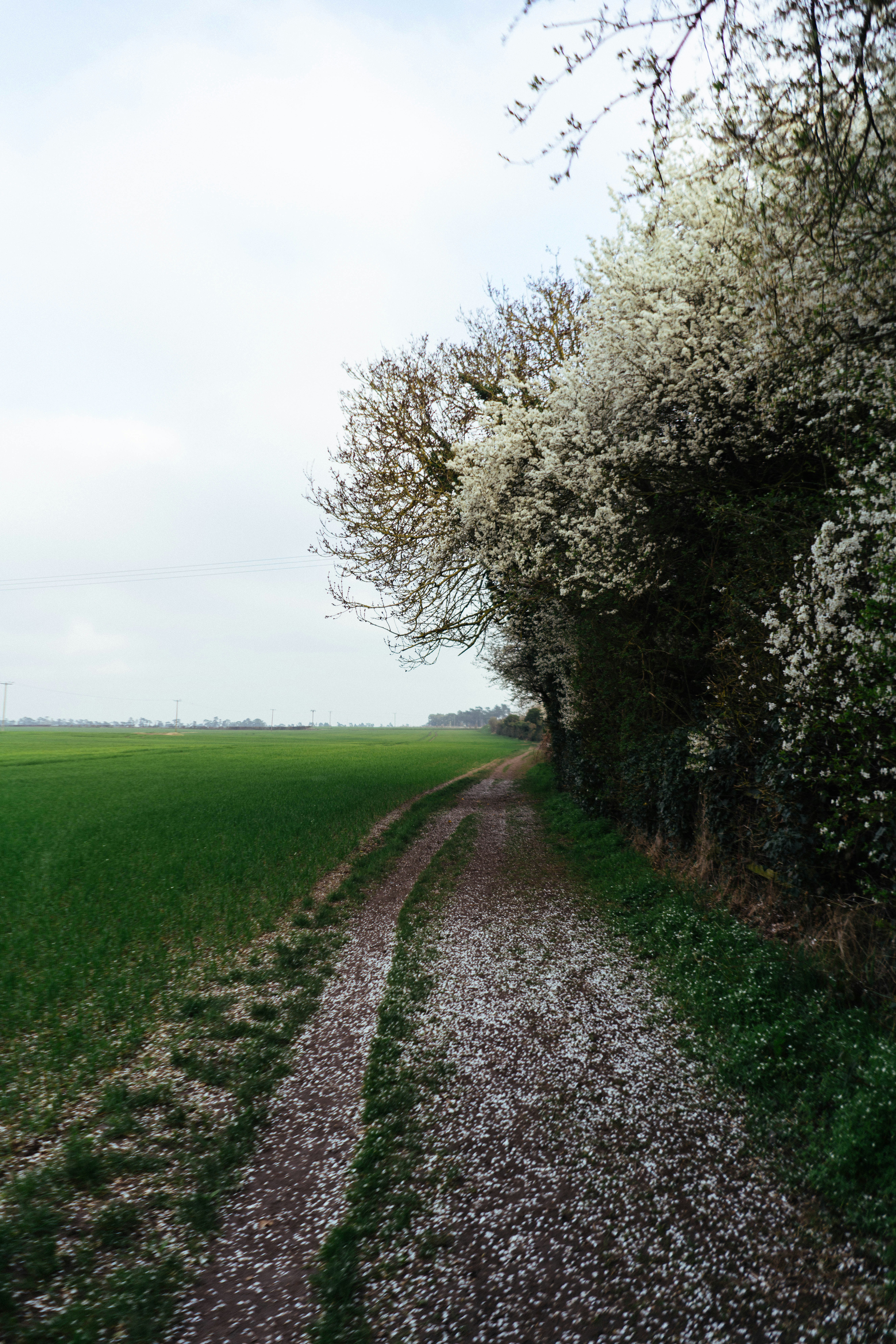 꽃이 만발한 나무들과 푸른 들판이 늘어선 흙길.