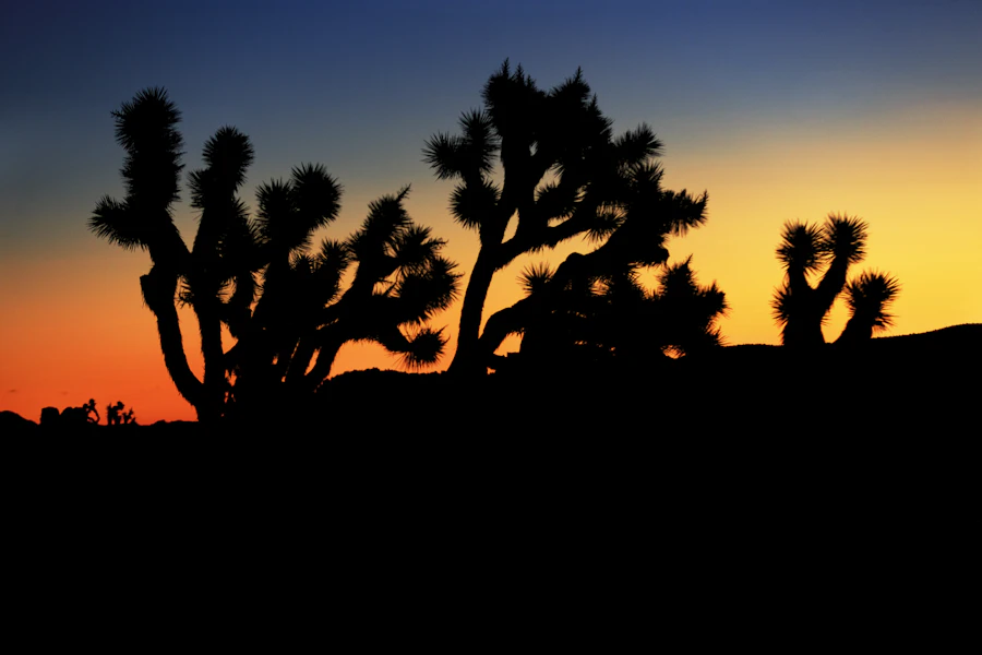 Joshua trees silhouetted against a desert sunset
