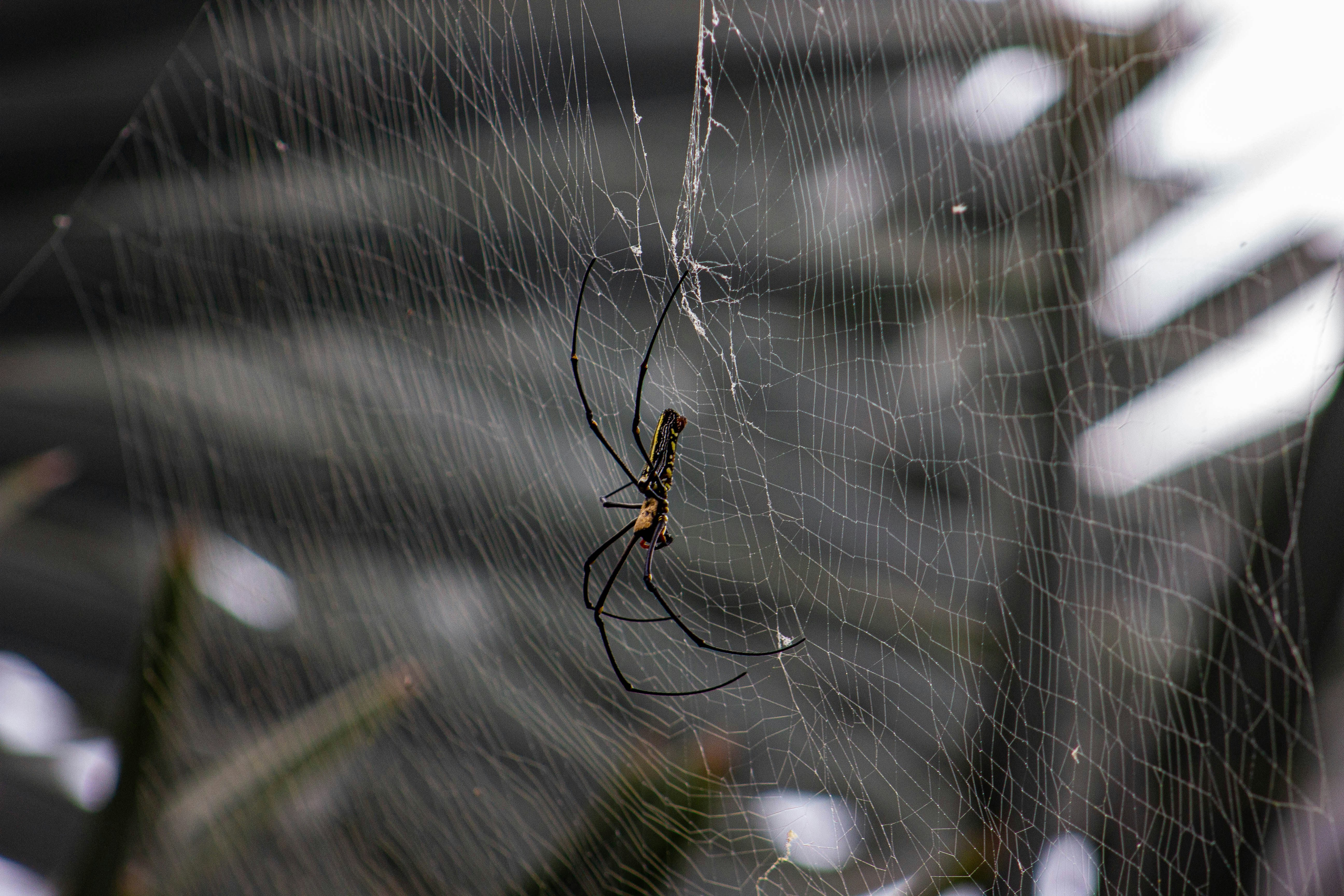 Una gran araña cuelga de su intrincada telaraña.
