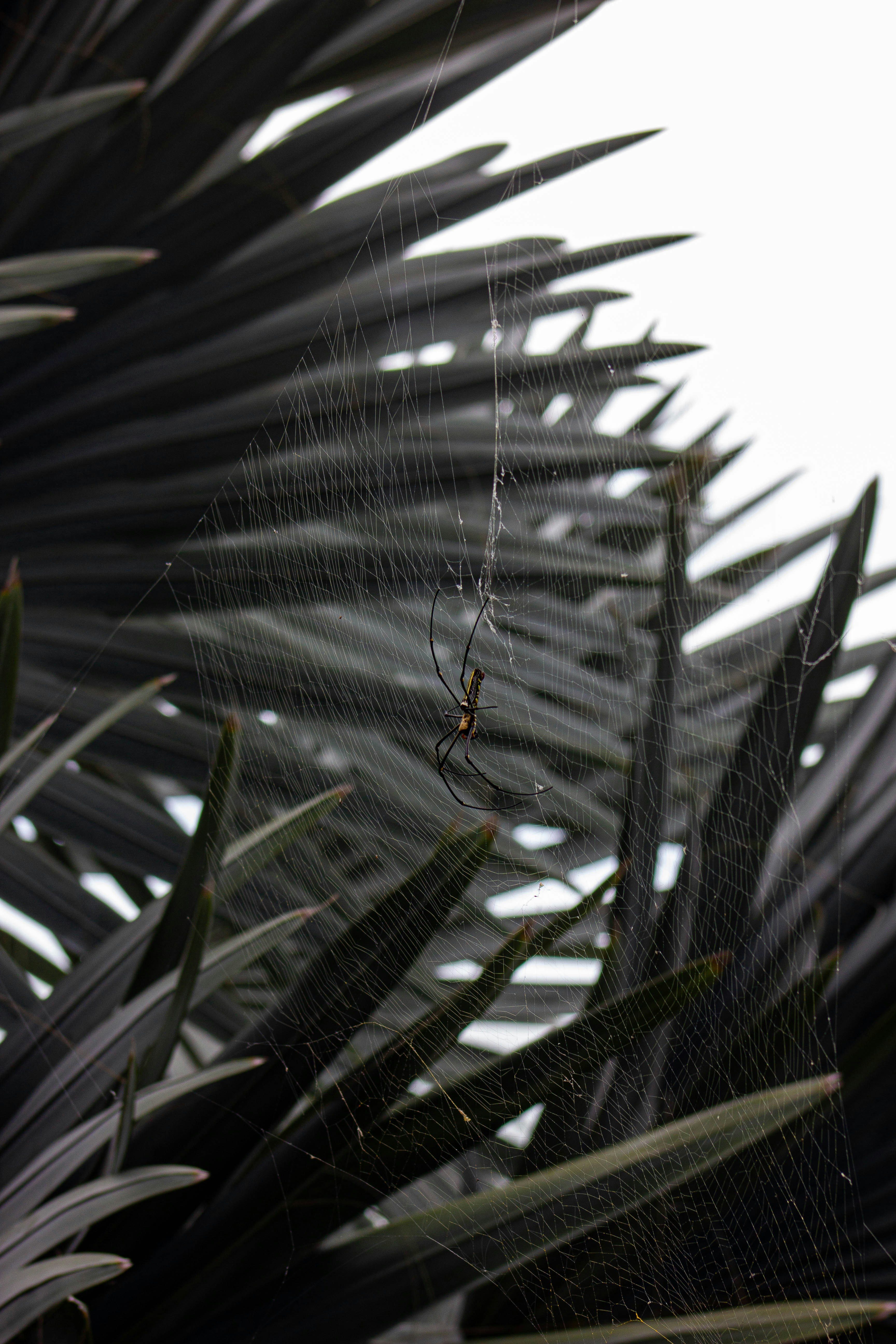 Una araña se sienta sobre su telaraña entre hojas oscuras
