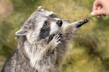 A raccoon reaching for a treat from a hand