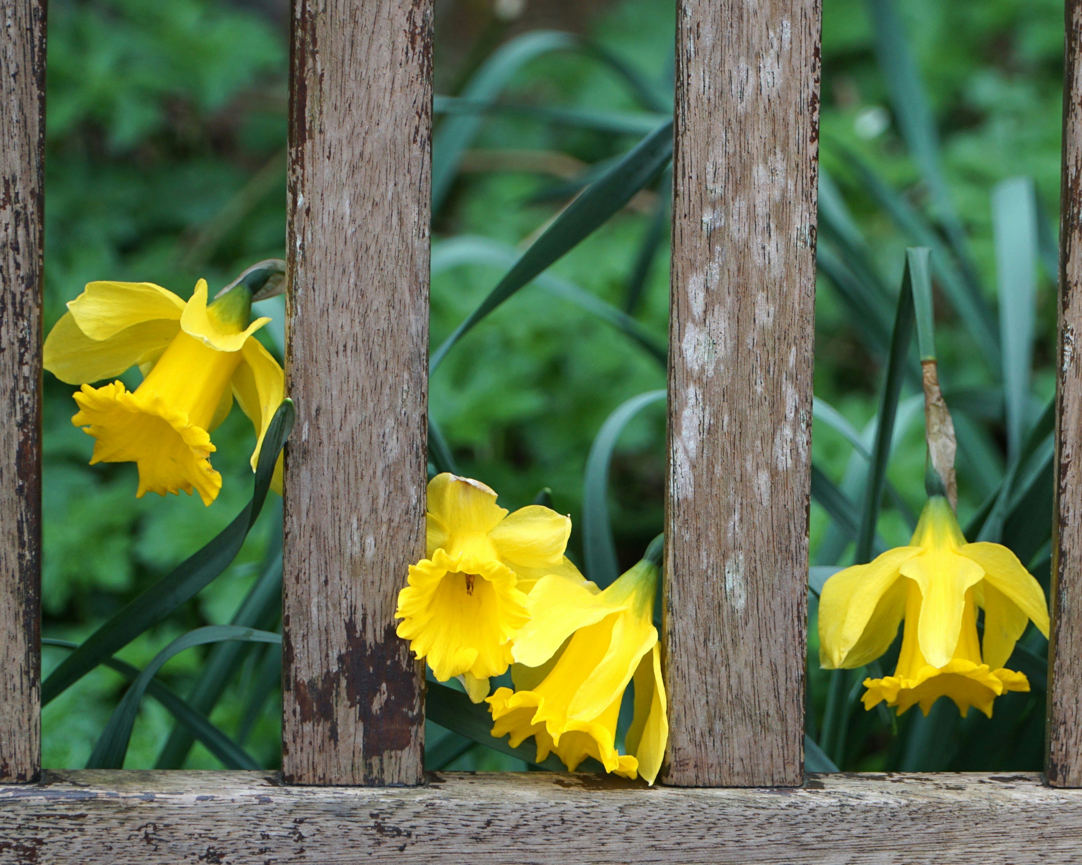 I narcisi gialli fioriscono dietro una recinzione di legno.