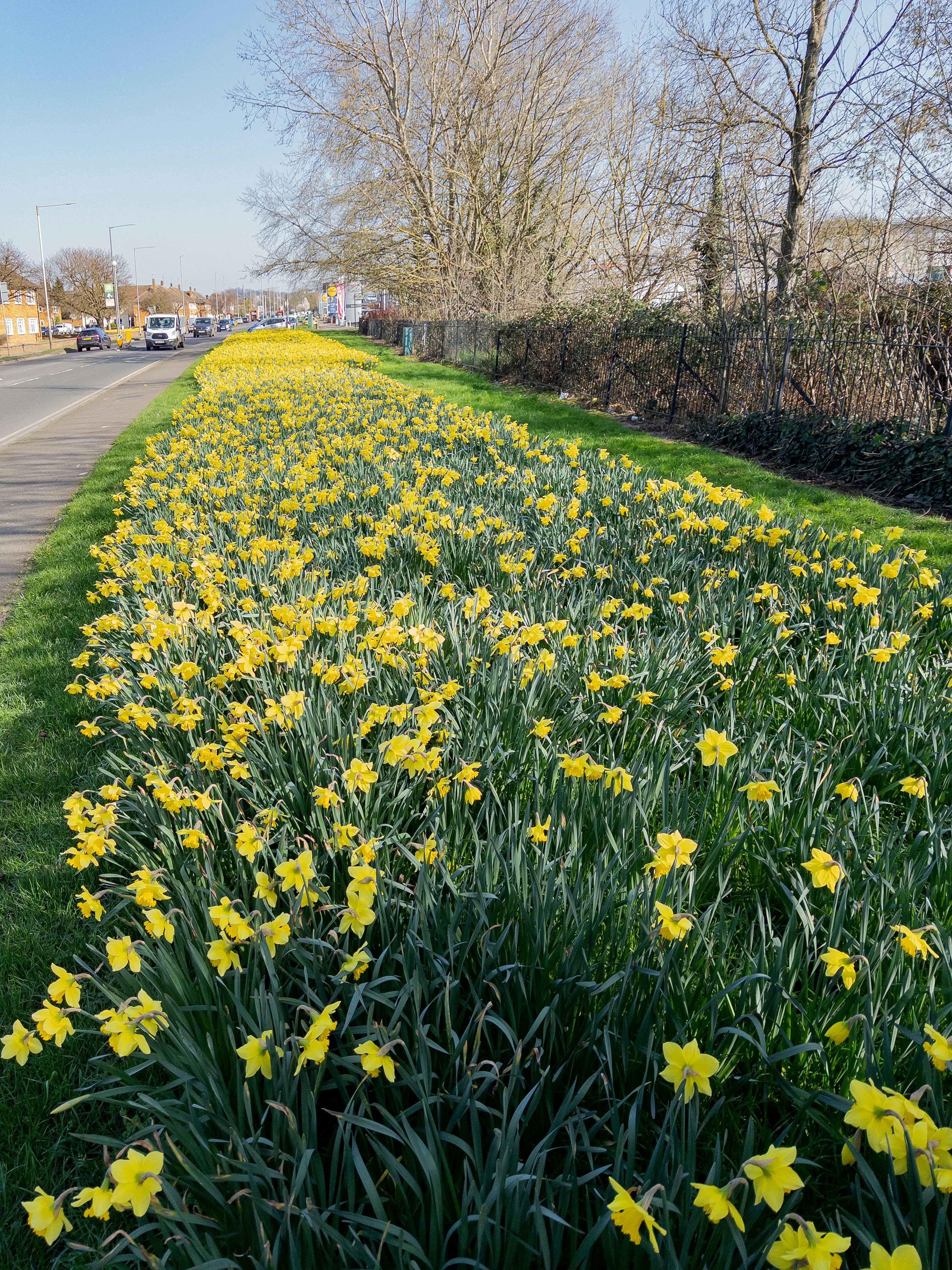 Field of yellow daffodils along a road
