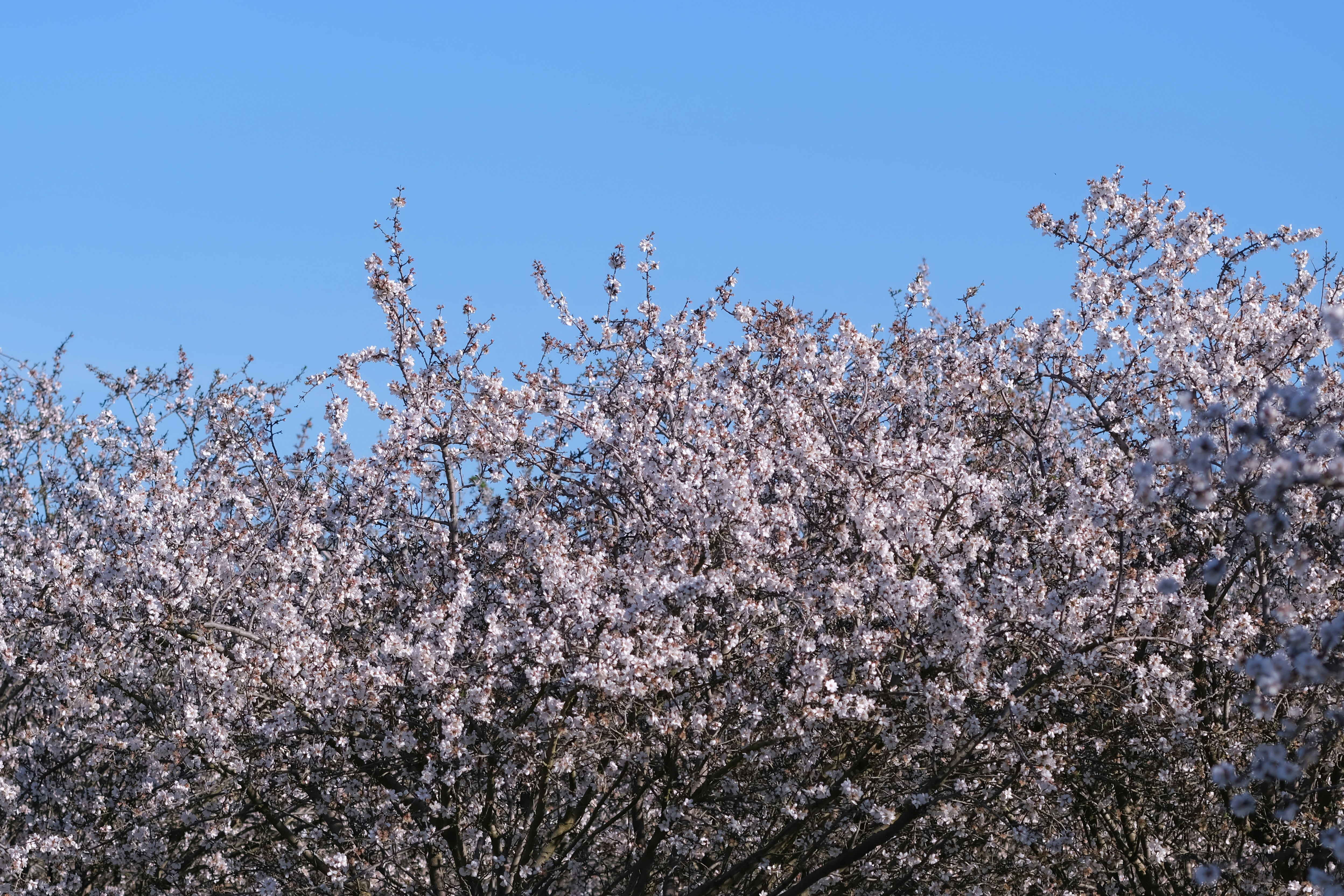 A blooming tree with small pink flowers against sky