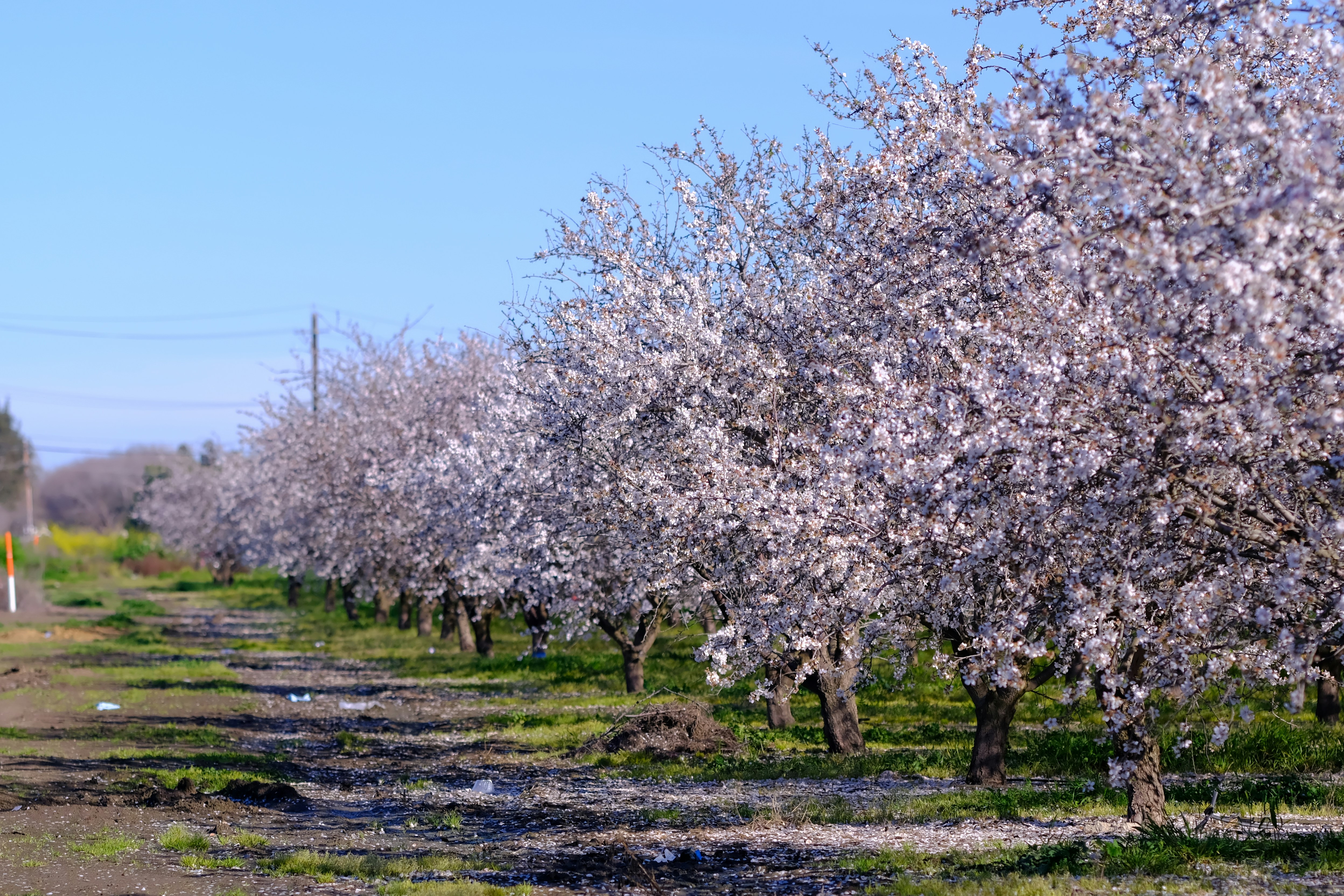 Row of blooming almond trees under a clear blue sky