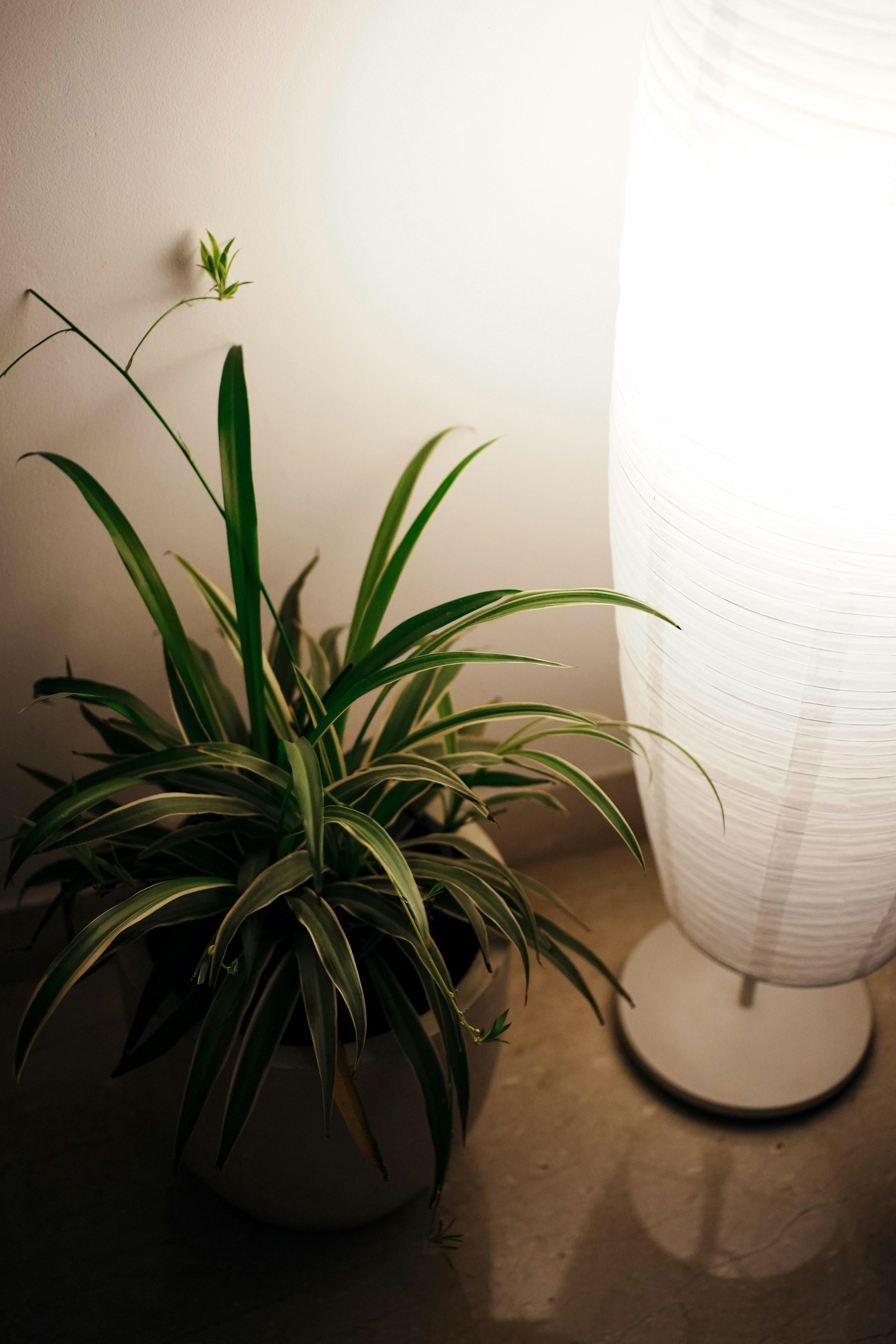 Photo by ishaanthephotoman