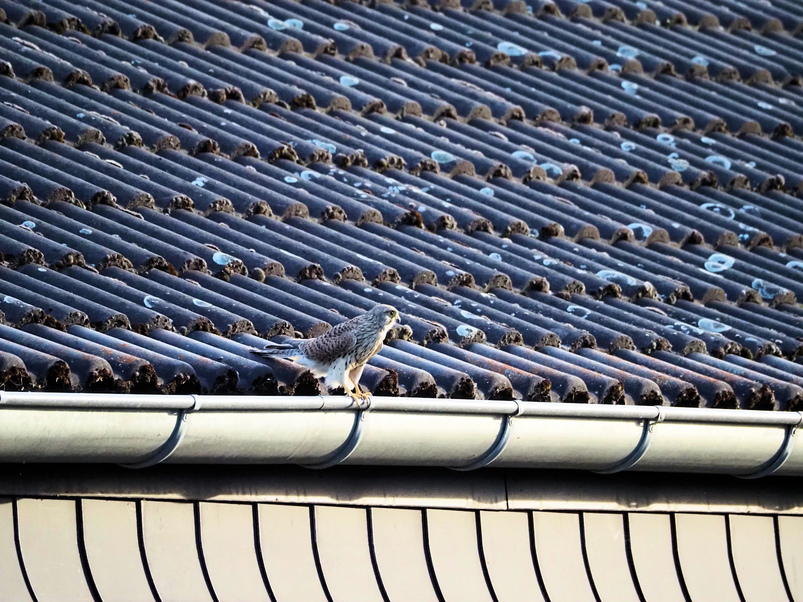 Gutter along the edge of a tiled roof