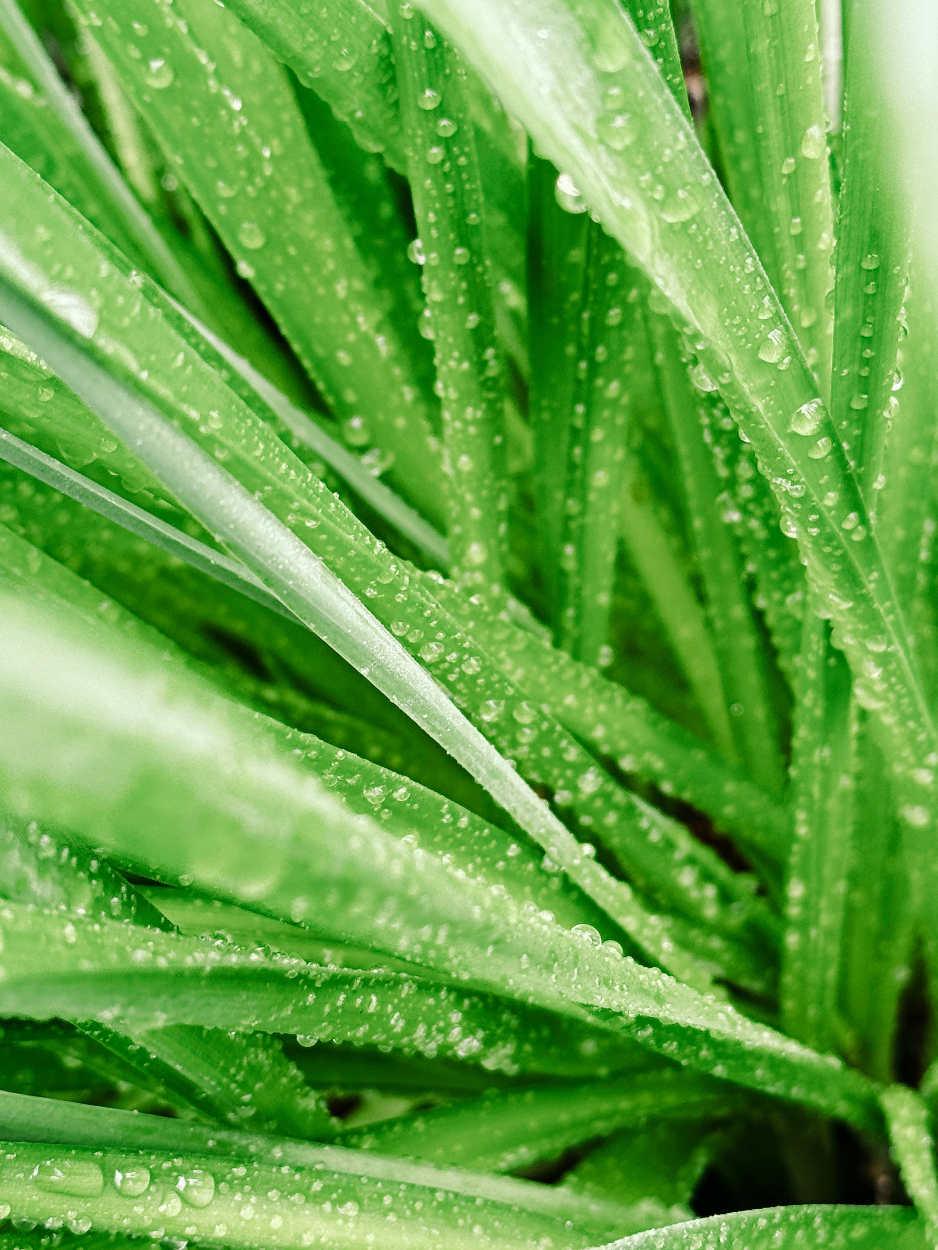 Grünes Gras mit Wassertropfen nach Regen
