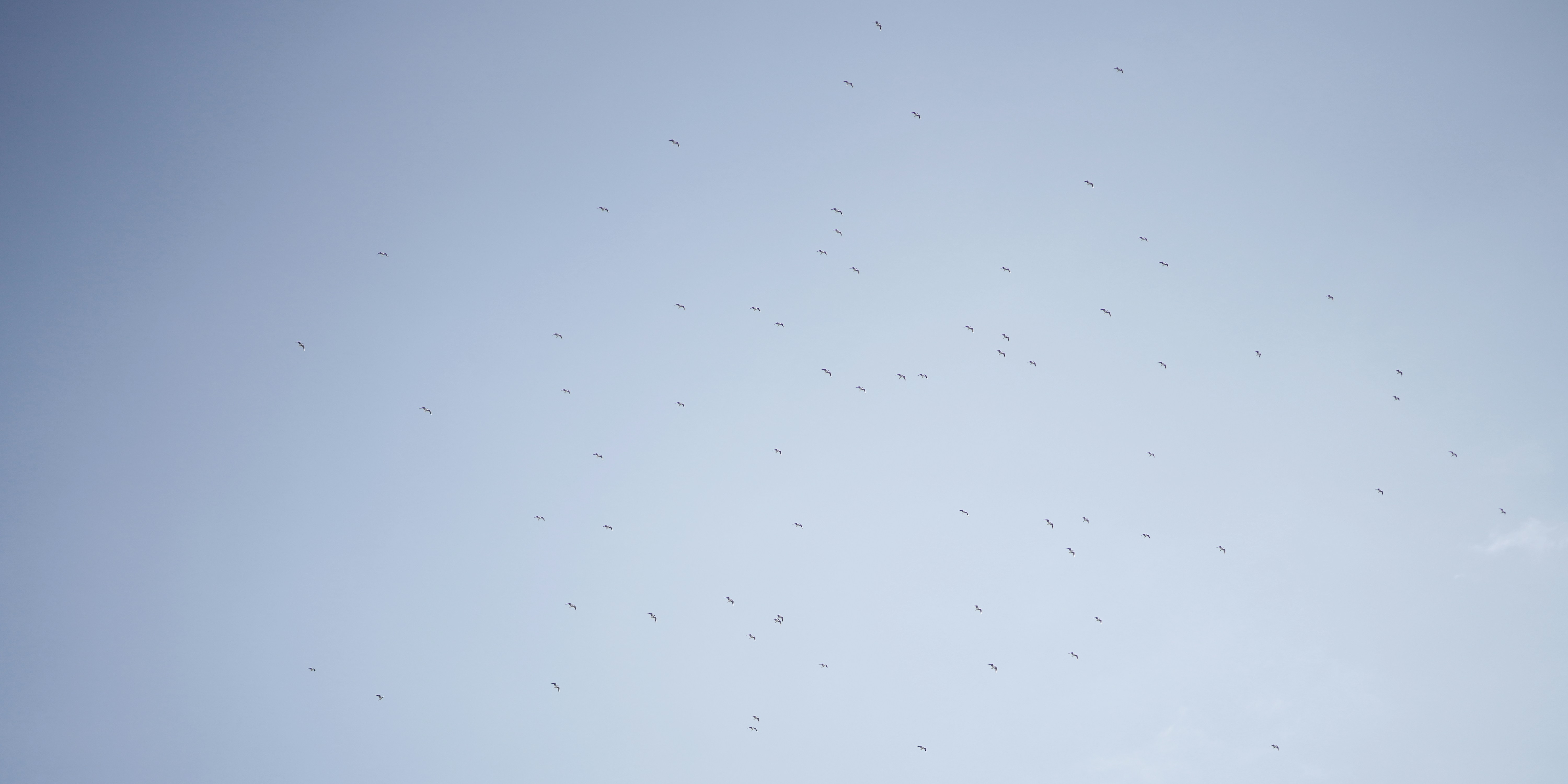 A flock of birds flying in a clear blue sky.