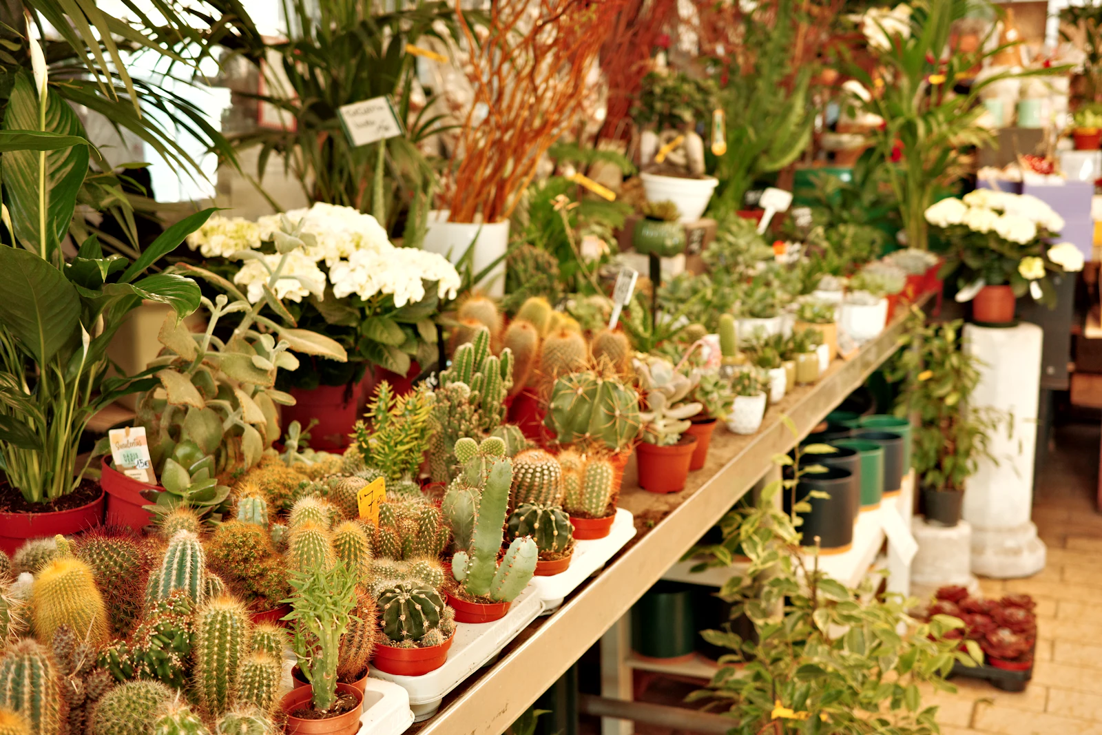 Blog AICG — piante in esposizione in un Garden Center