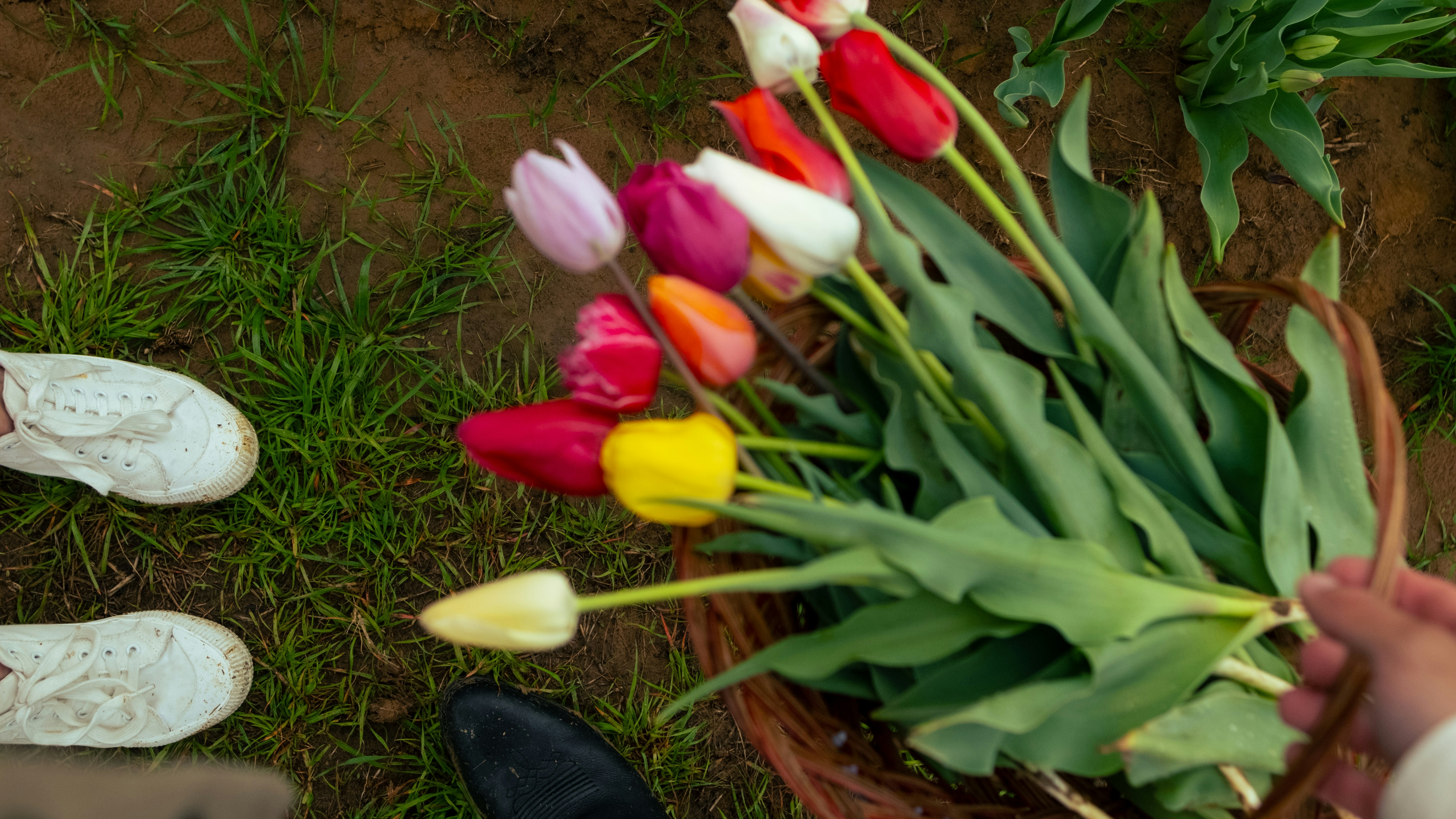 A basket of colorful tulips being held