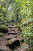 Stone path winding through a lush green forest.