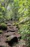 Stone path winding through a lush green forest.