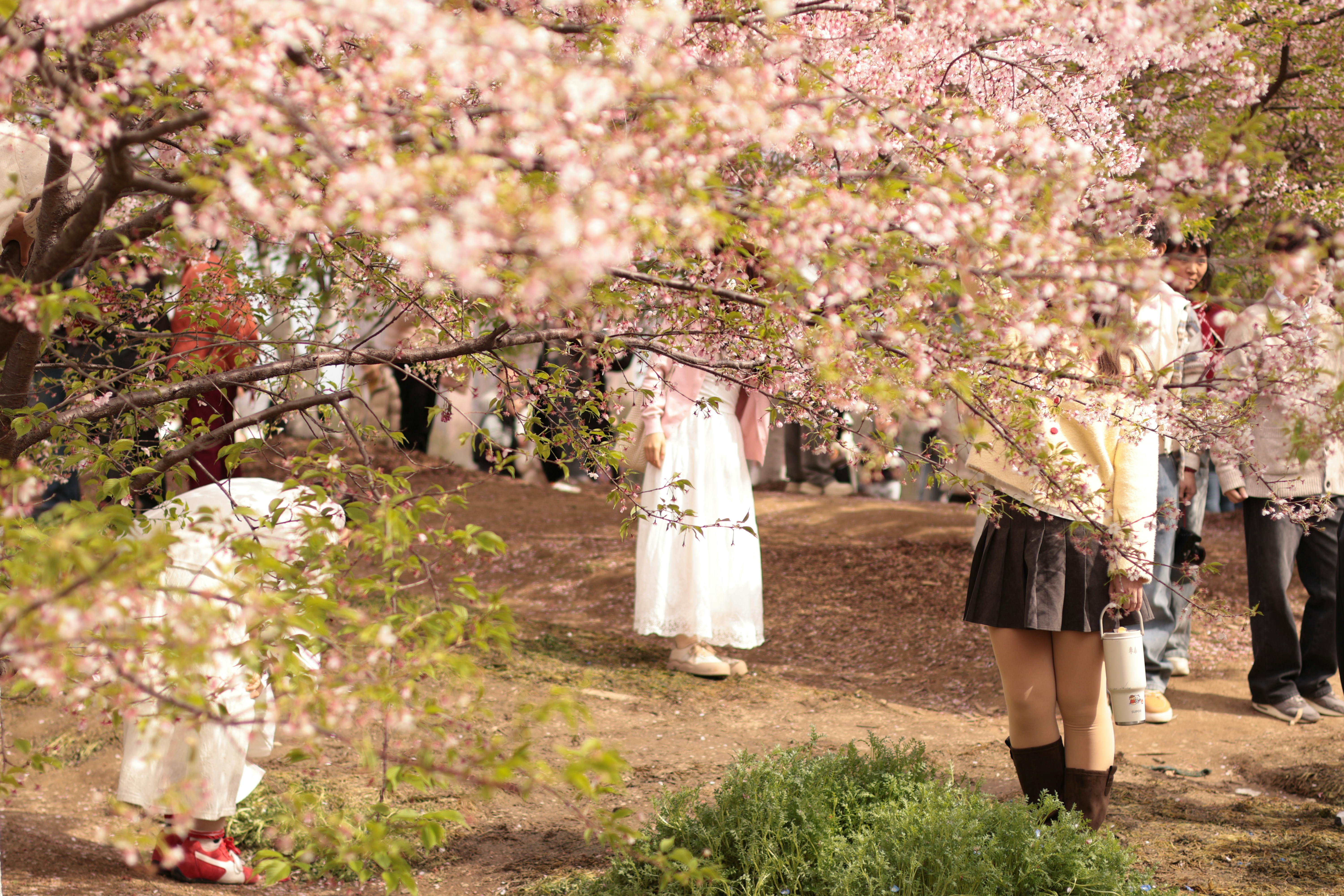 Menschen, die Kirschblüten im Park genießen