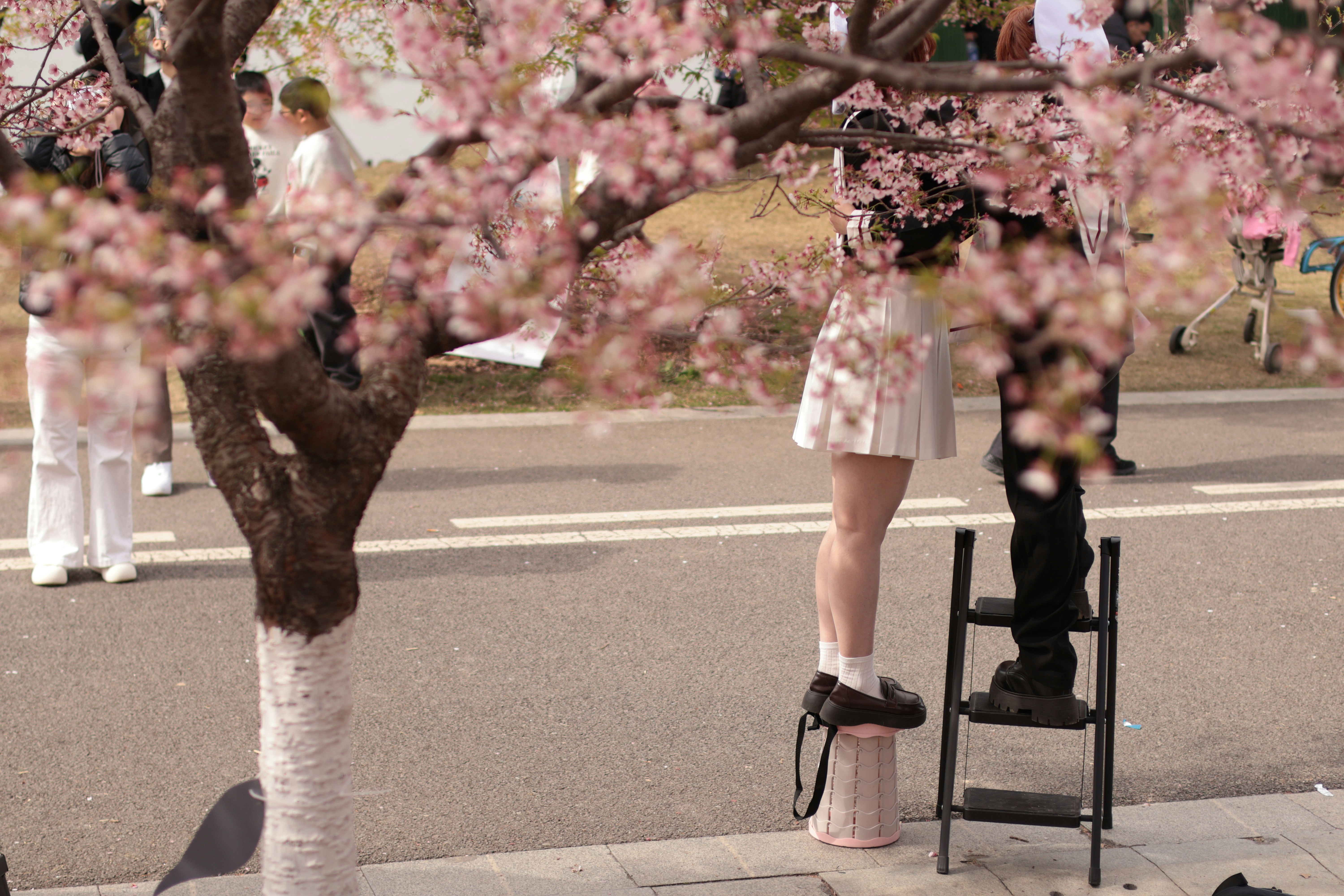 Woman in white skirt stands on stool under cherry blossoms