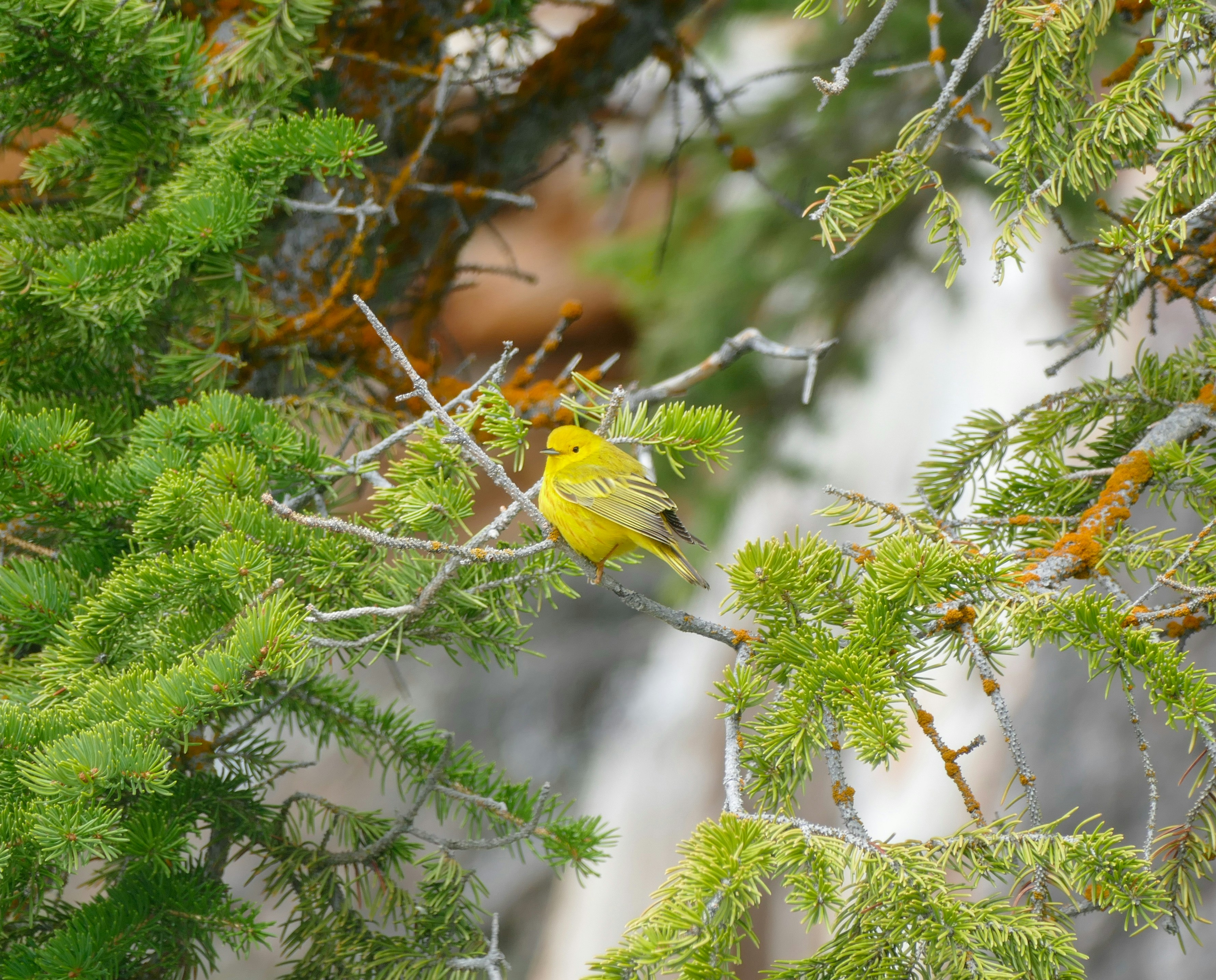 Photo by sizzle_king