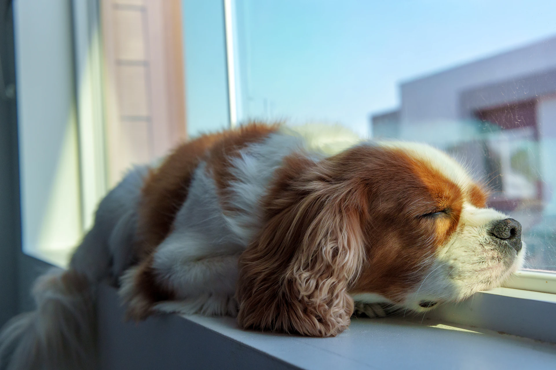 A cavalier king charles spaniel sleeps by a window.