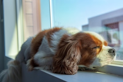 A tired dog resting after a long walk, the kind of tired that comes from enough exercise