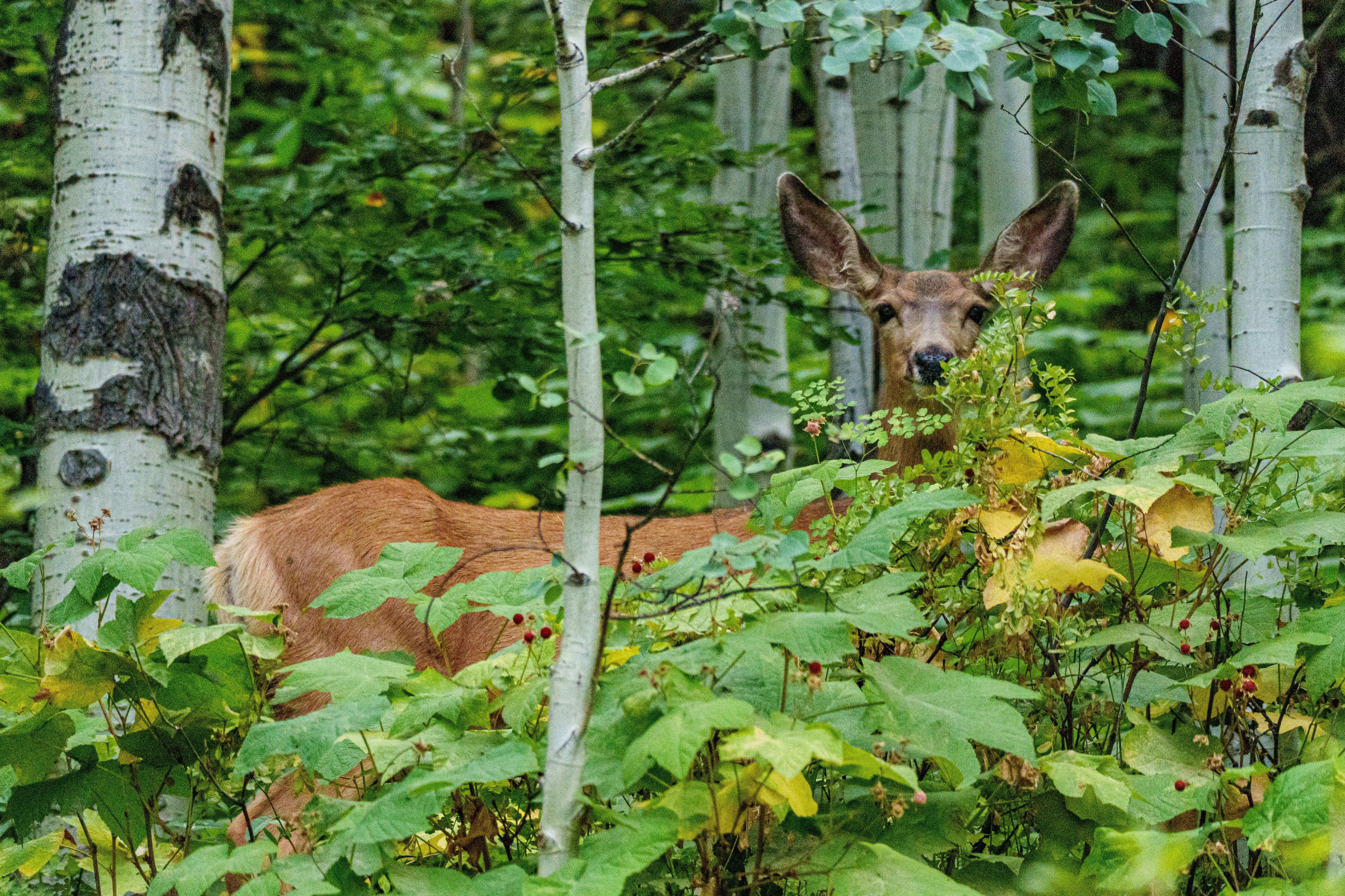 Photo by sizzle_king