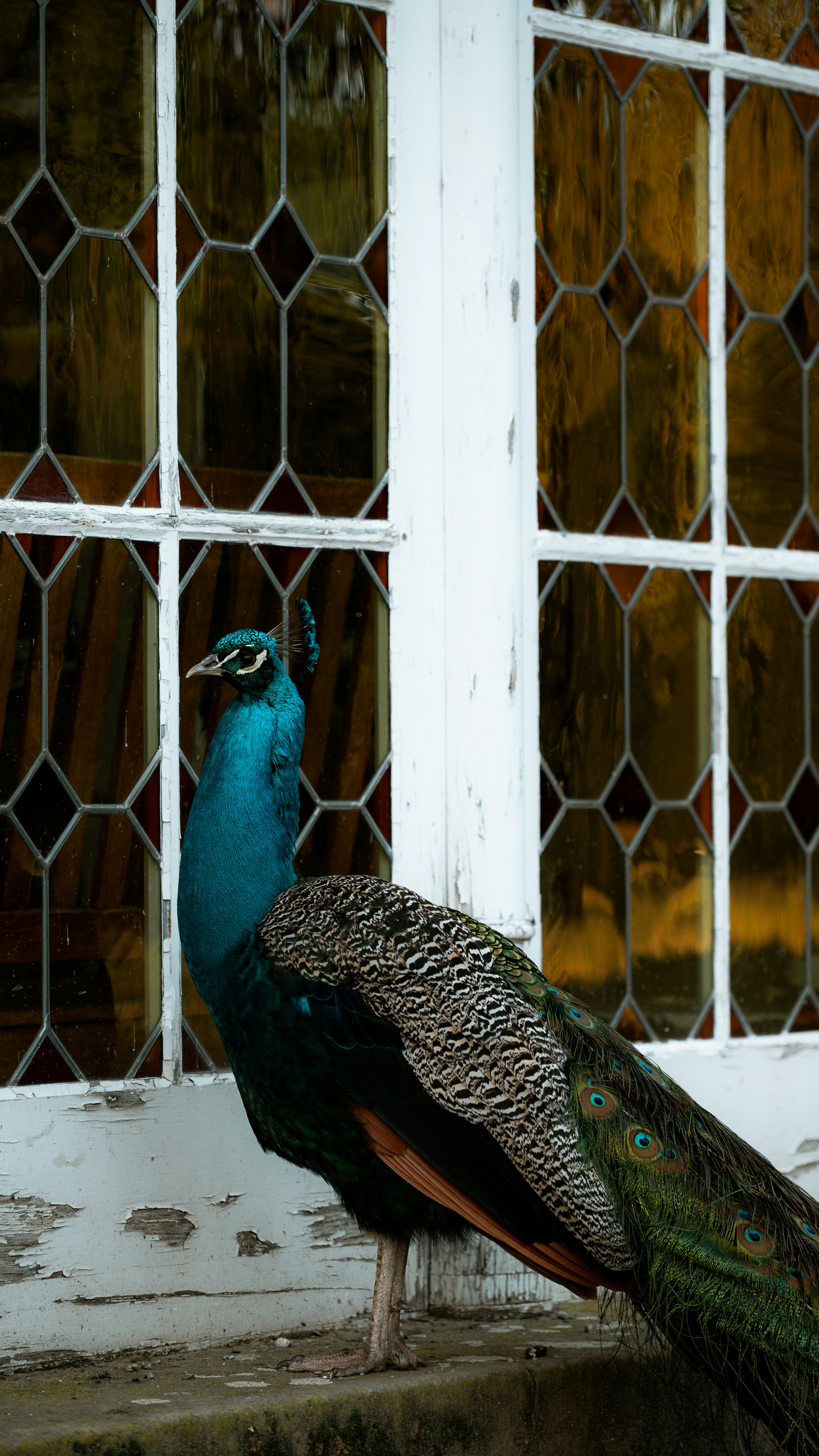 Peacock sta vicino a una finestra con vetrate colorate.