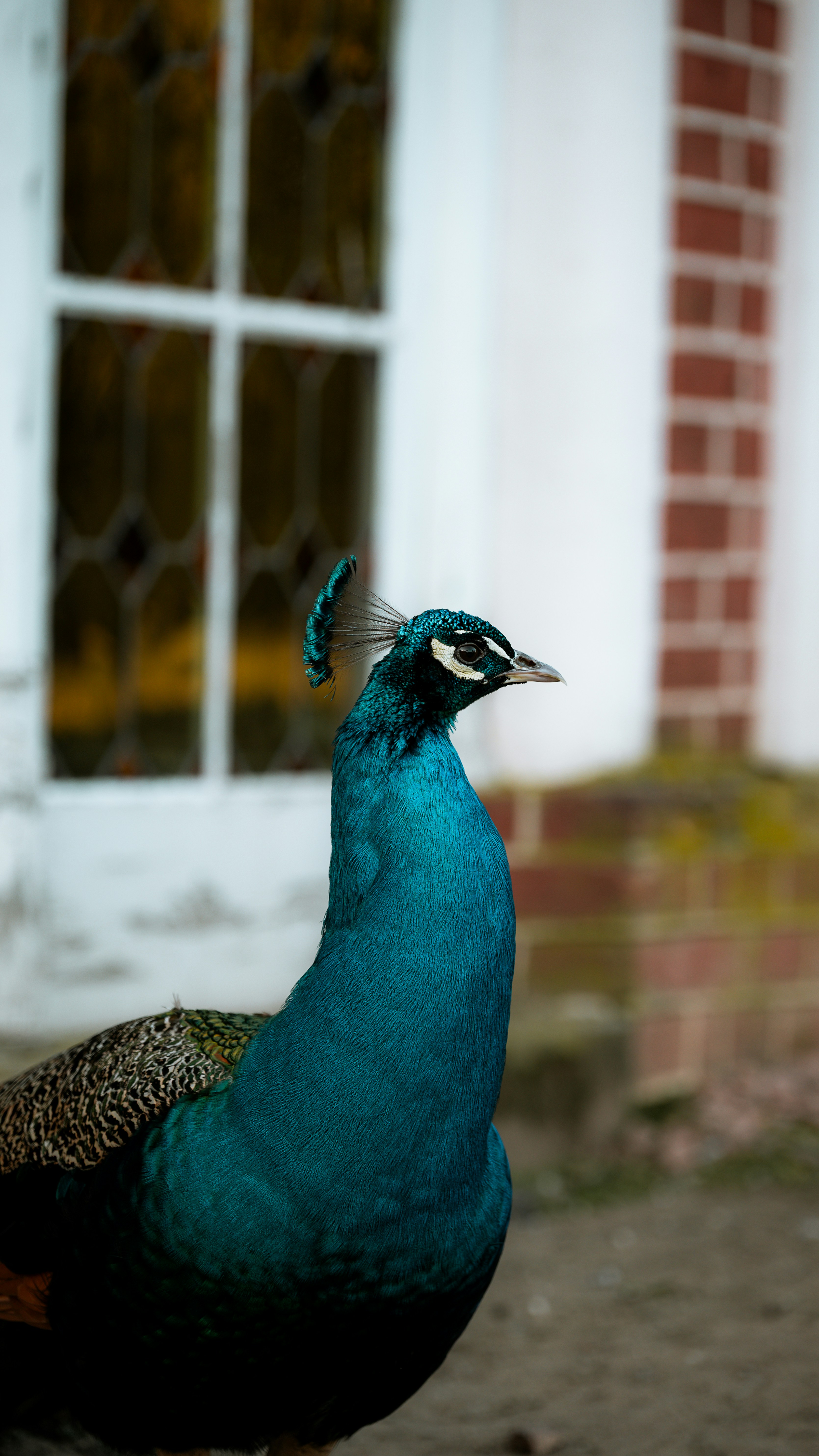 Un pavone si trova davanti a un edificio.