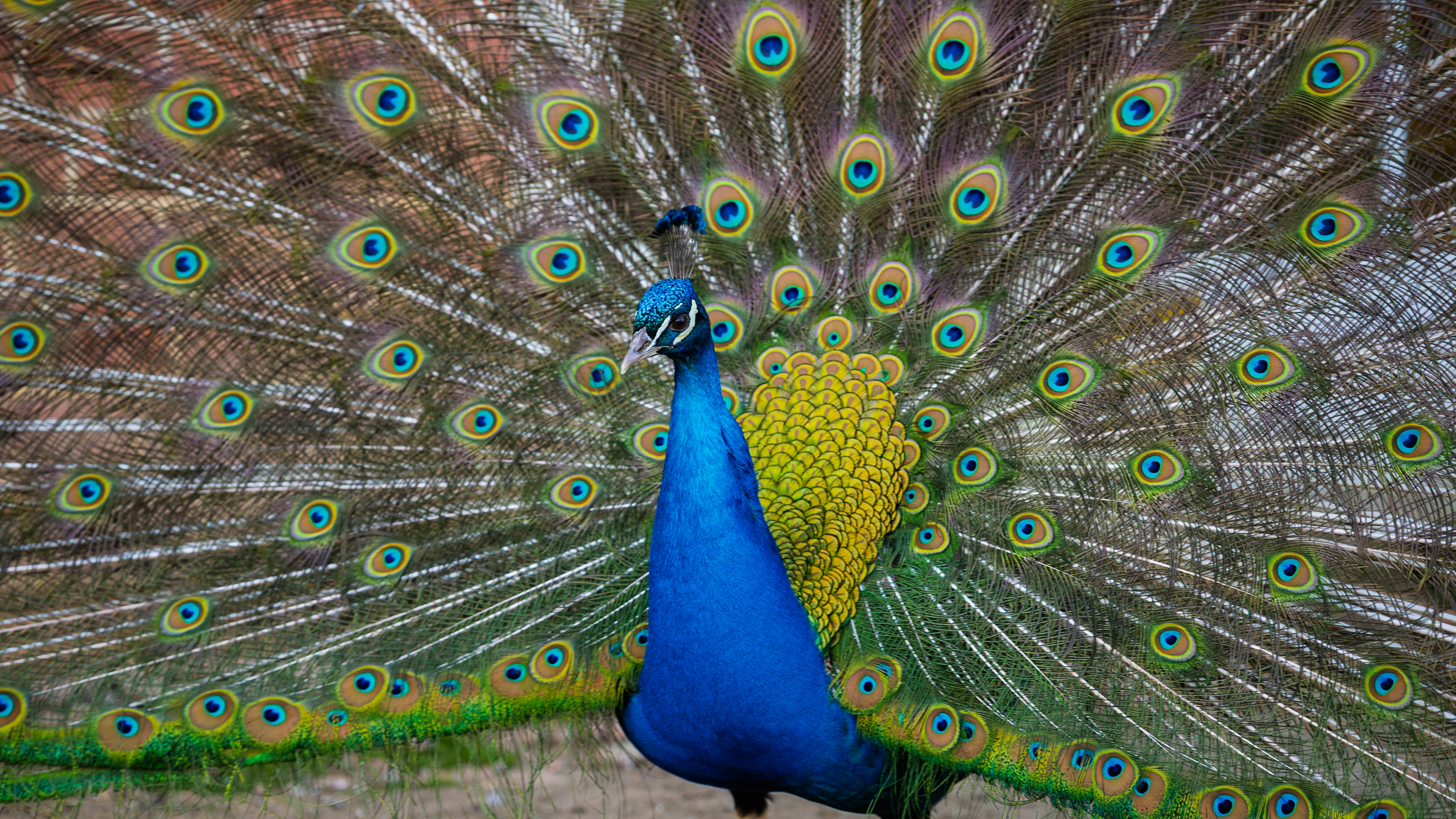 Un pavone mostra le sue vivaci piume della coda a ventaglio.