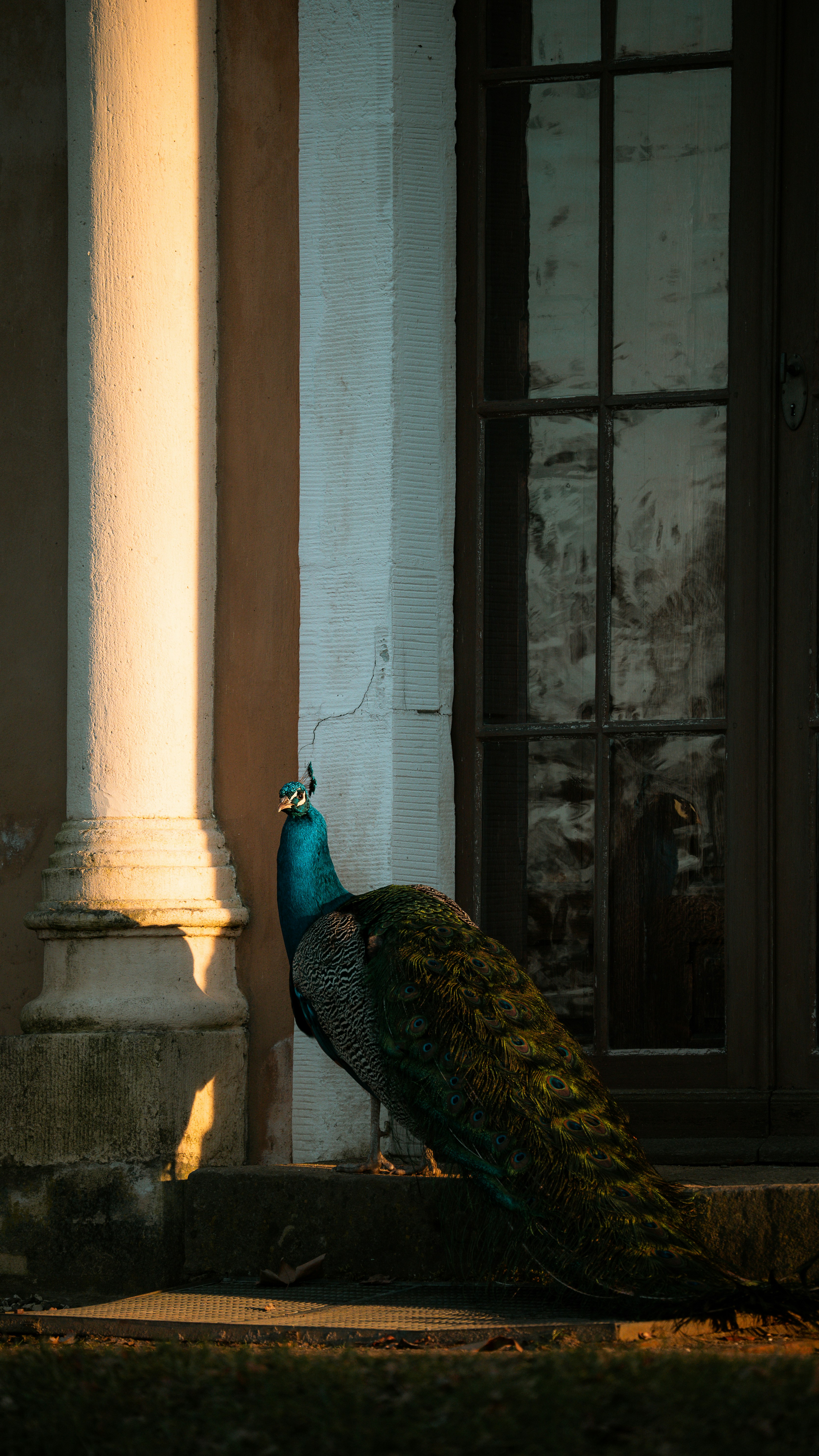 Un pavone si erge vicino a una colonna e a una finestra di edificio.