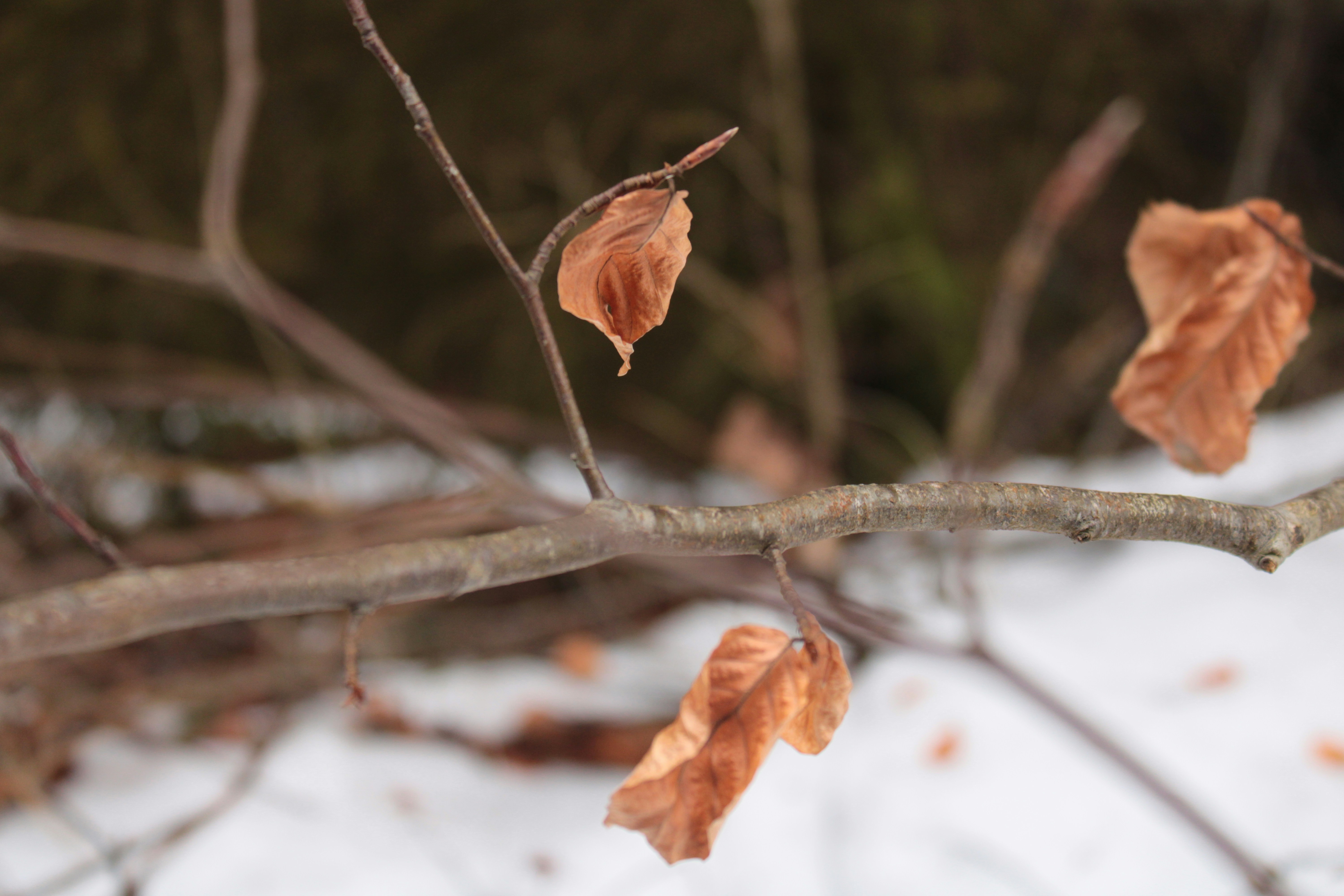 Folhas marrons em galhos nus no inverno.